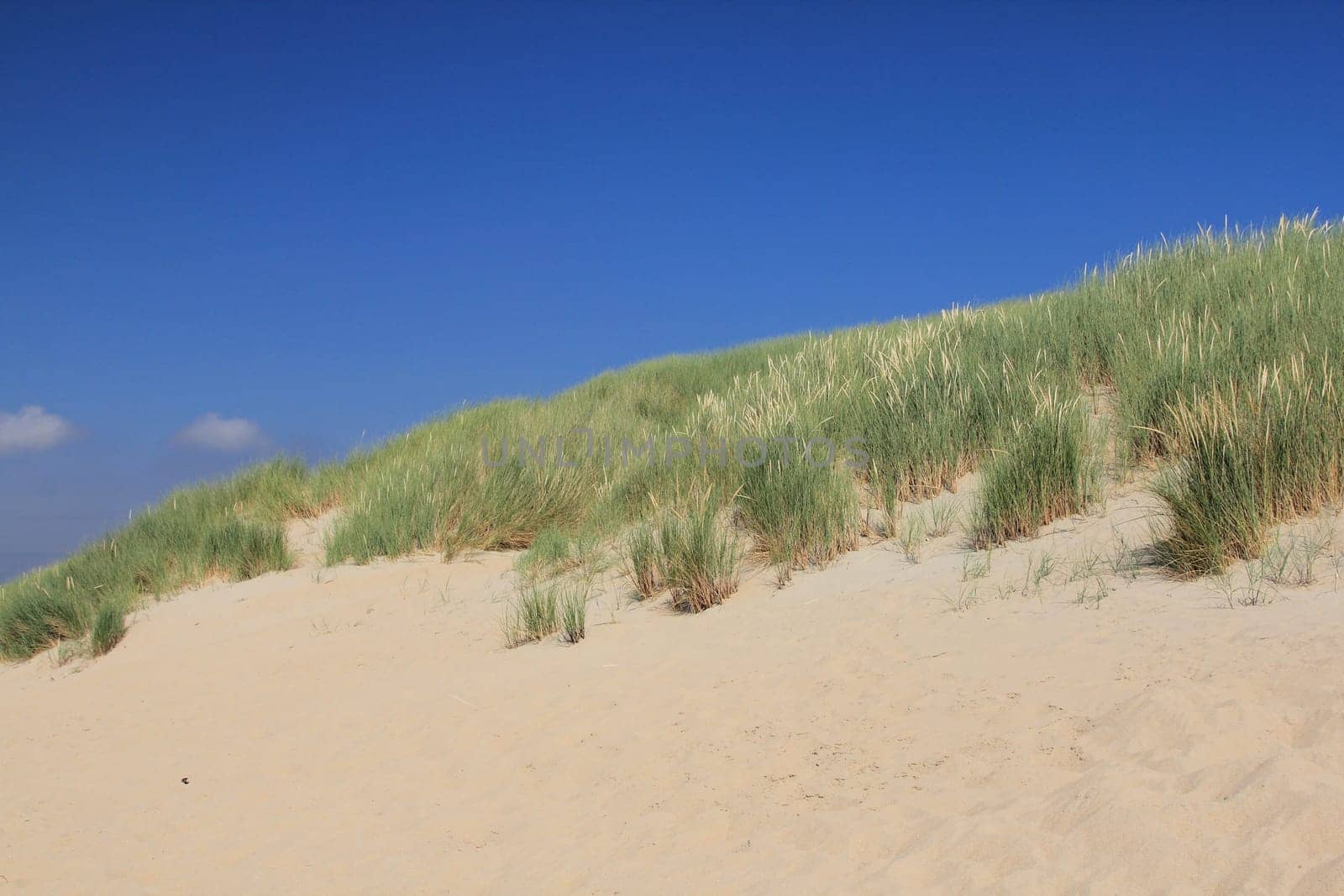 A dune landscape on the North Sea coast in the Netherlands