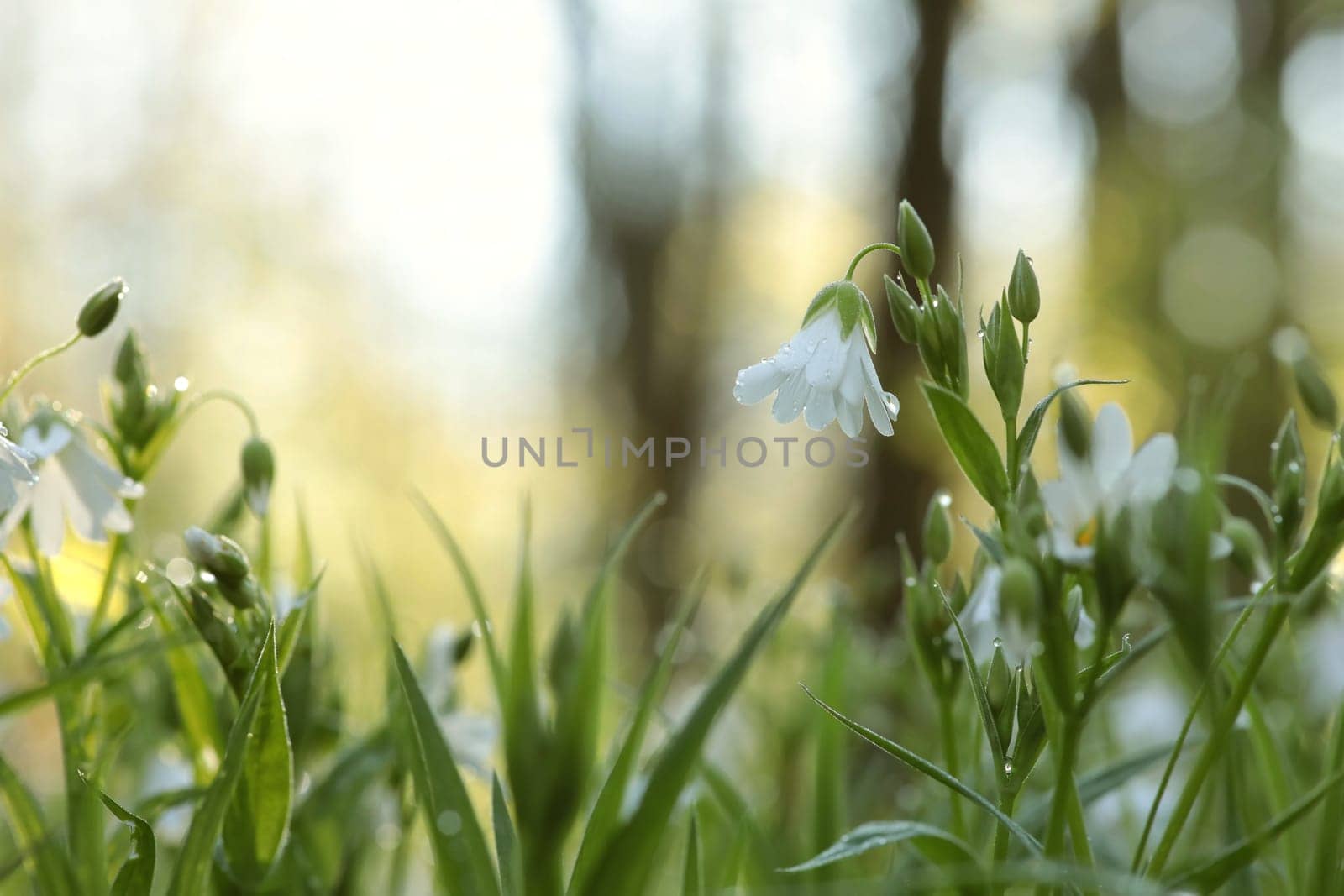 Rabelera - Stellaria holostea blooming in the forest.