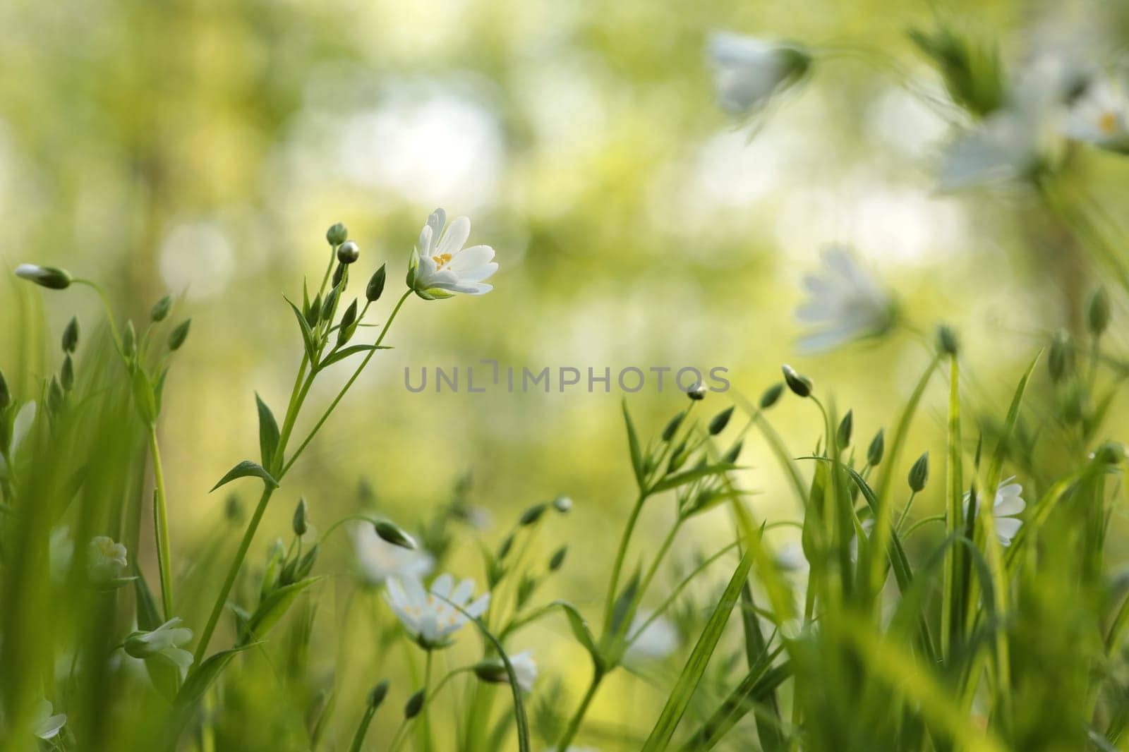 Rabelera - Stellaria holostea blooming in the forest.