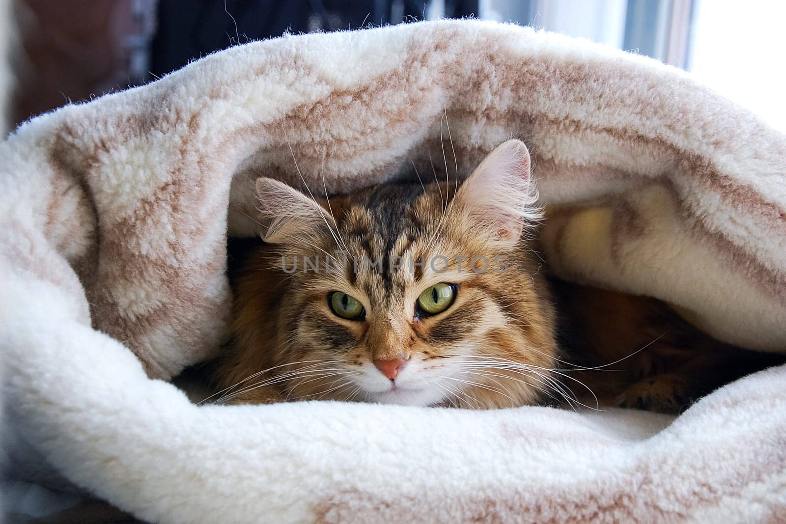 Cats, the lovely a fluffy a pets.