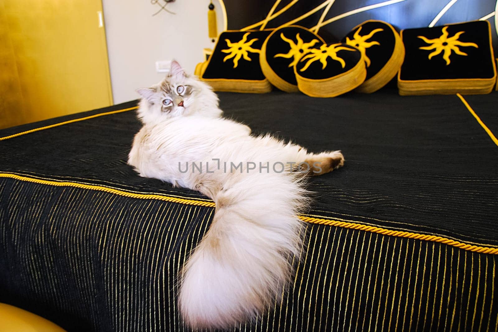 Cats, the lovely a fluffy a pets.