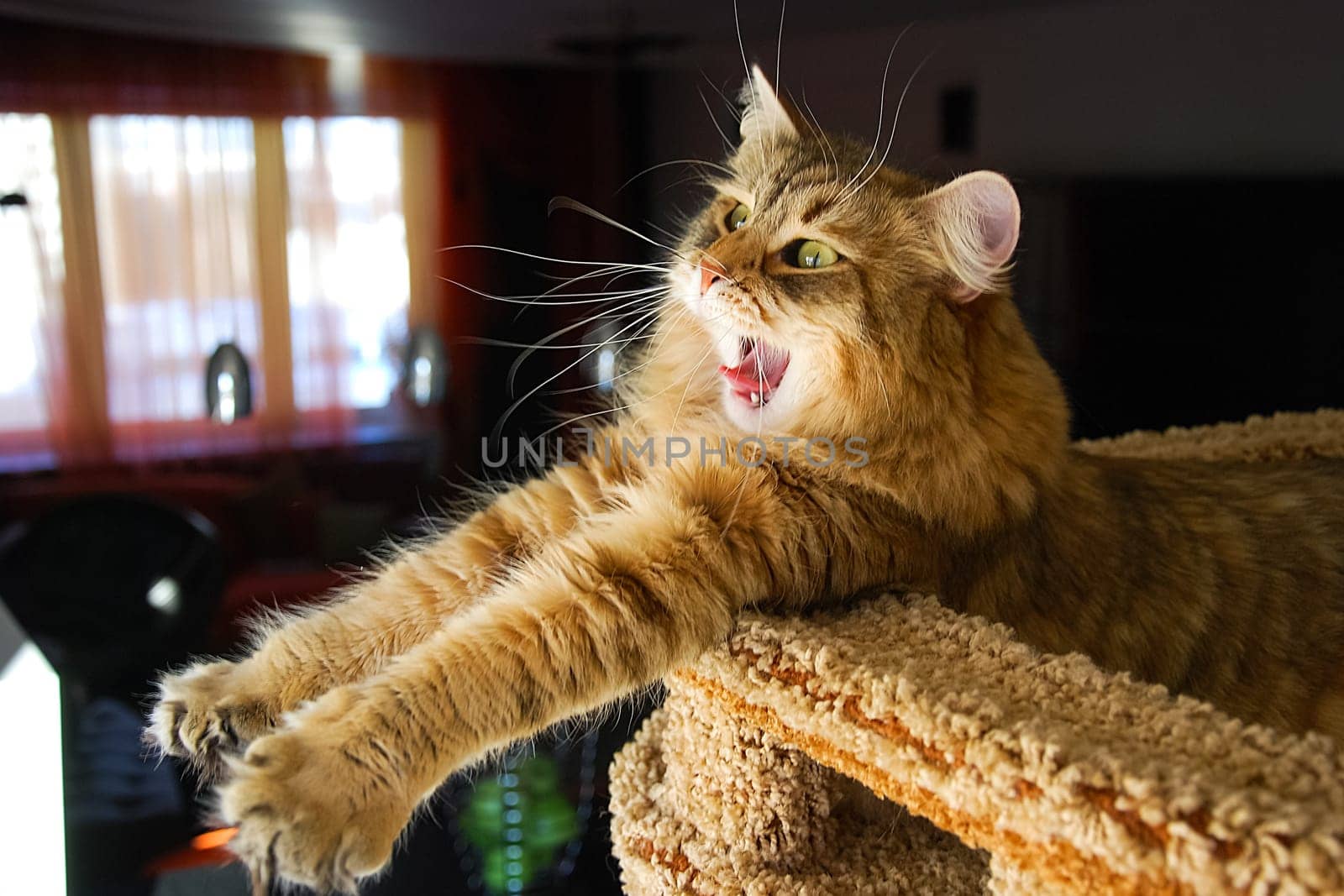 Cats, the lovely a fluffy a pets.