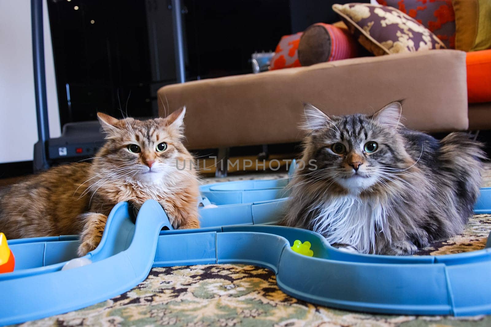 Cats, the lovely a fluffy a pets.