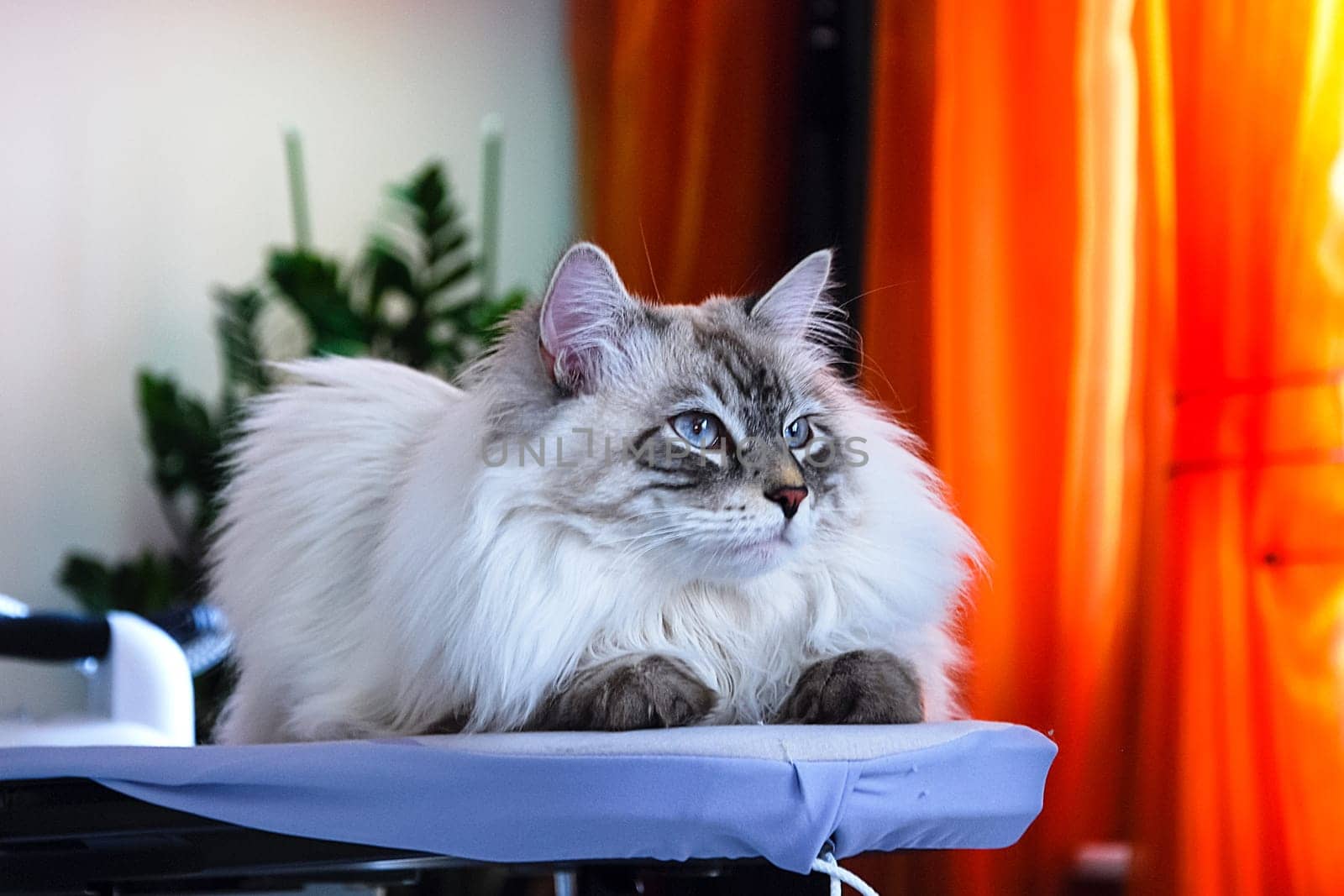 Cats, the lovely a fluffy a pets.