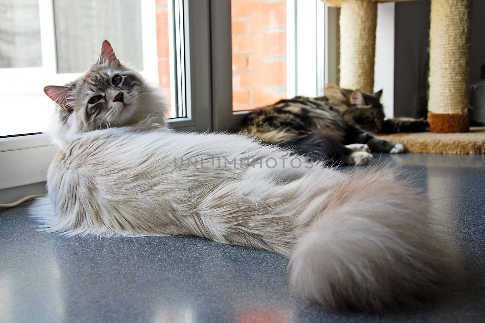 Cats, the lovely a fluffy a pets.