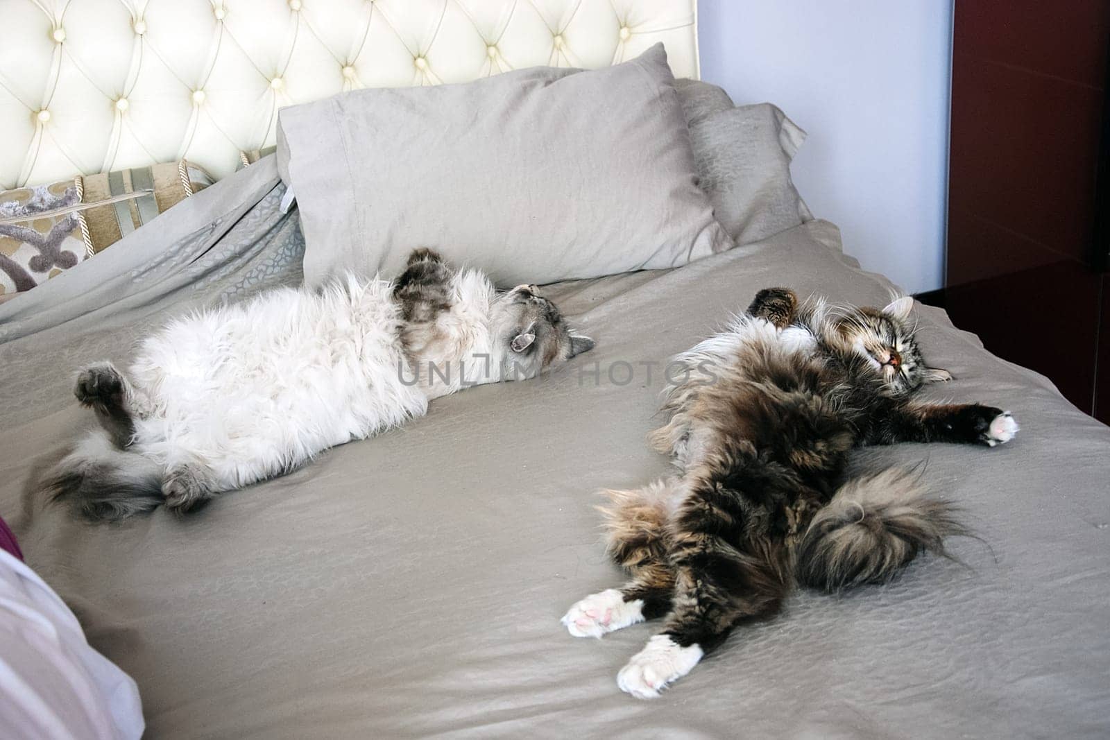 Cats, the lovely a fluffy a pets.