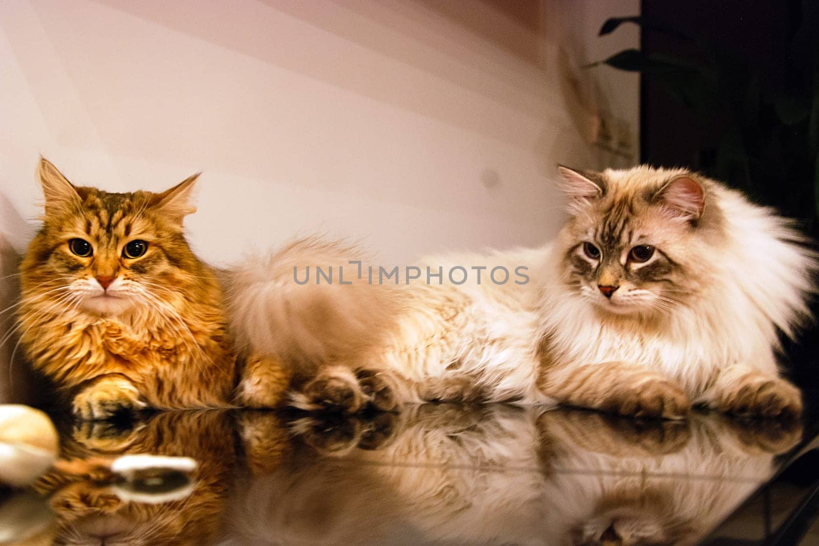 Cats, the lovely a fluffy a pets.