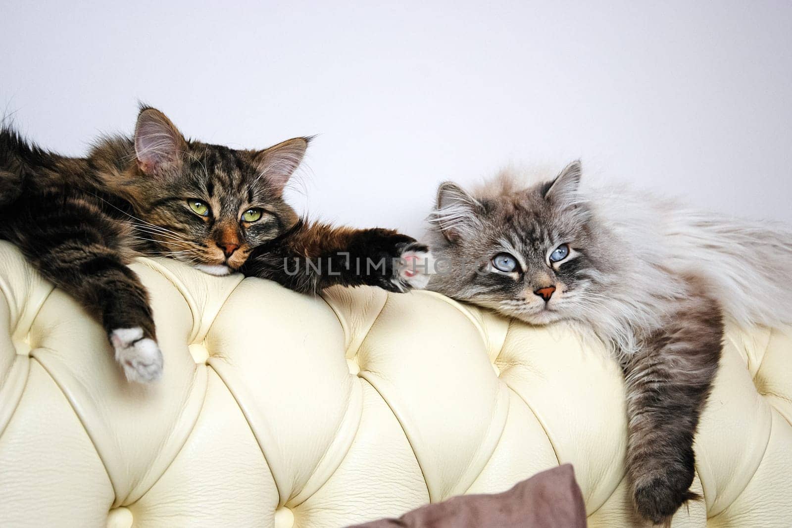 Cats, the lovely a fluffy a pets.