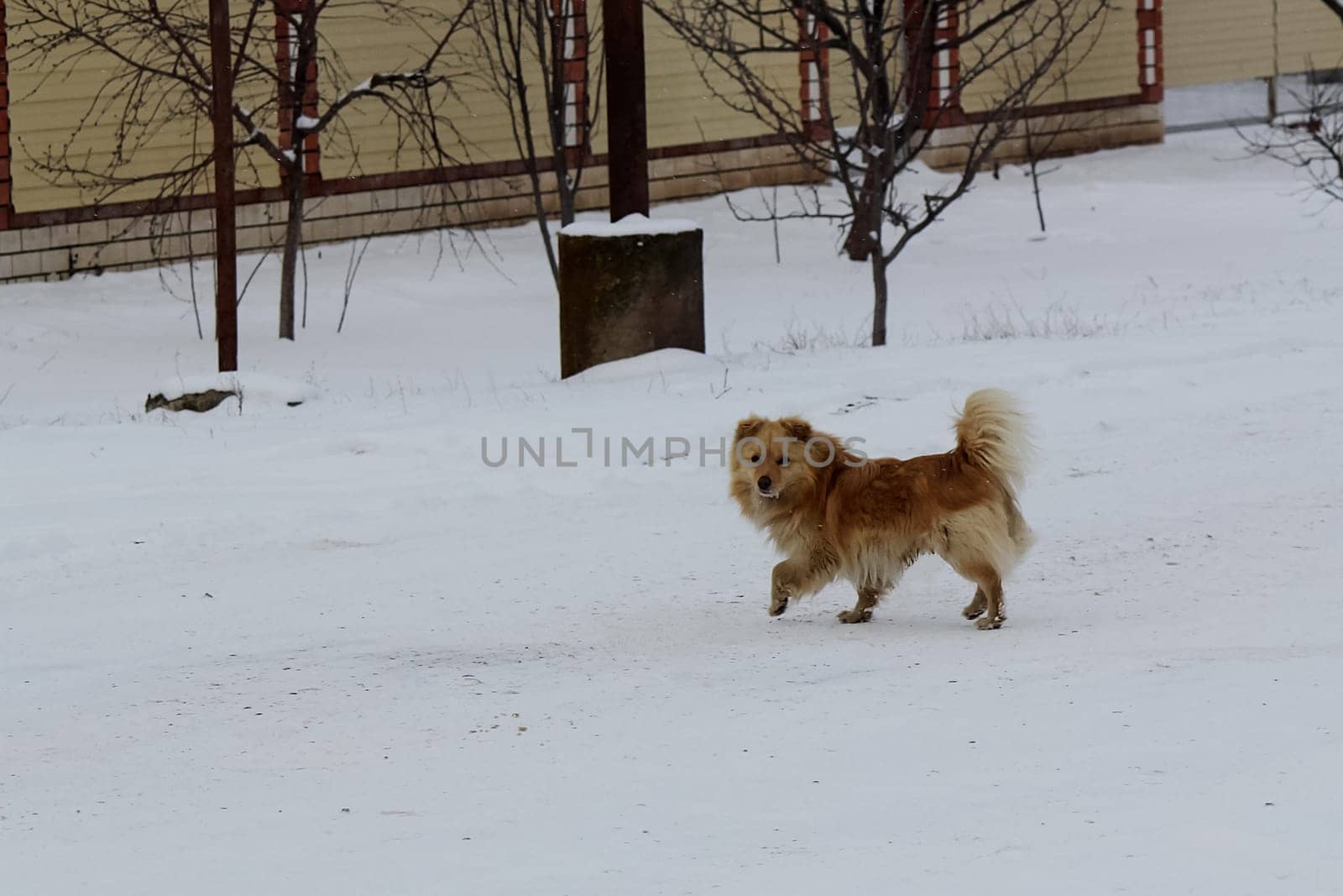 Dog, pet of all people. Dog in winter snow. Street dog walking.