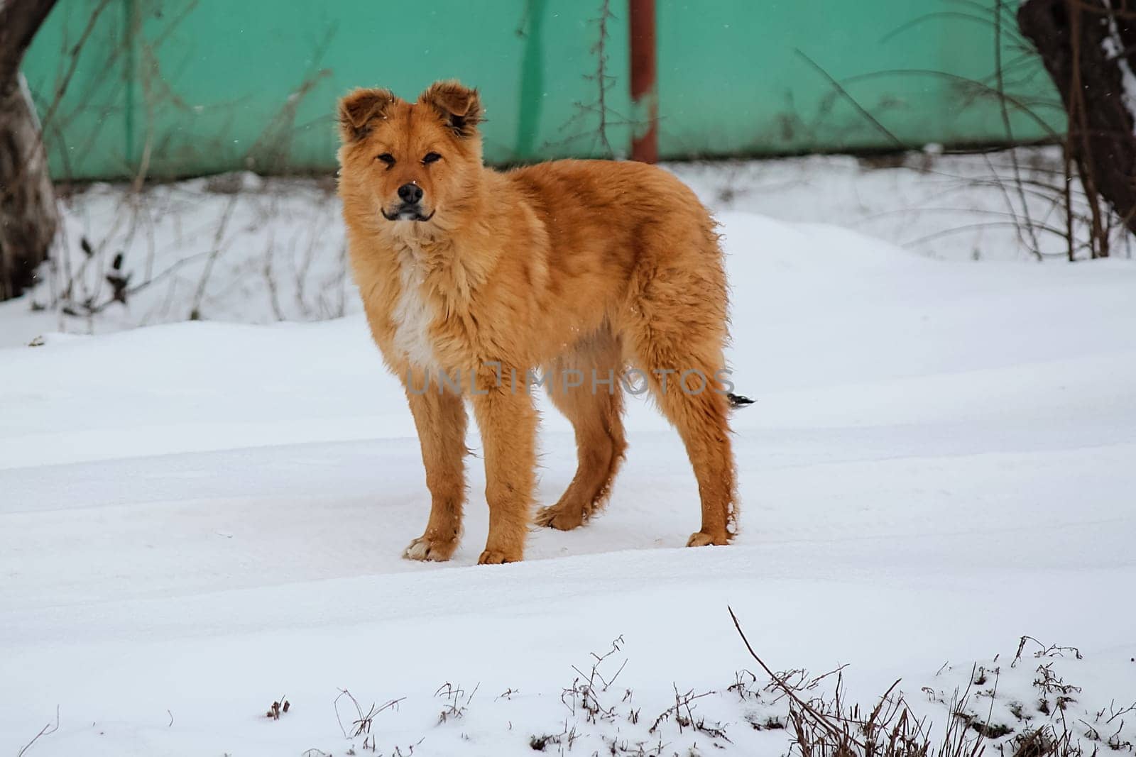 Dog, pet of all people