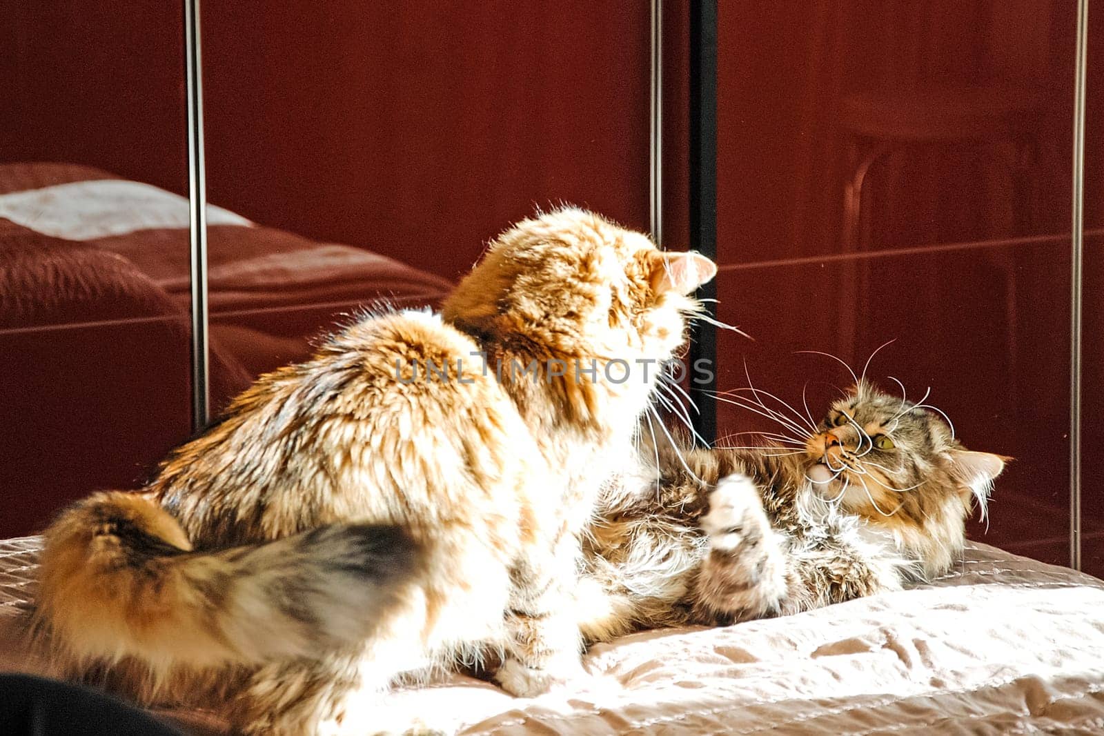 Cats, the lovely a fluffy a pets.