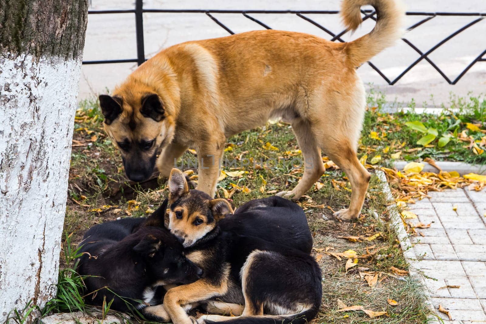 Dog, pet of all people