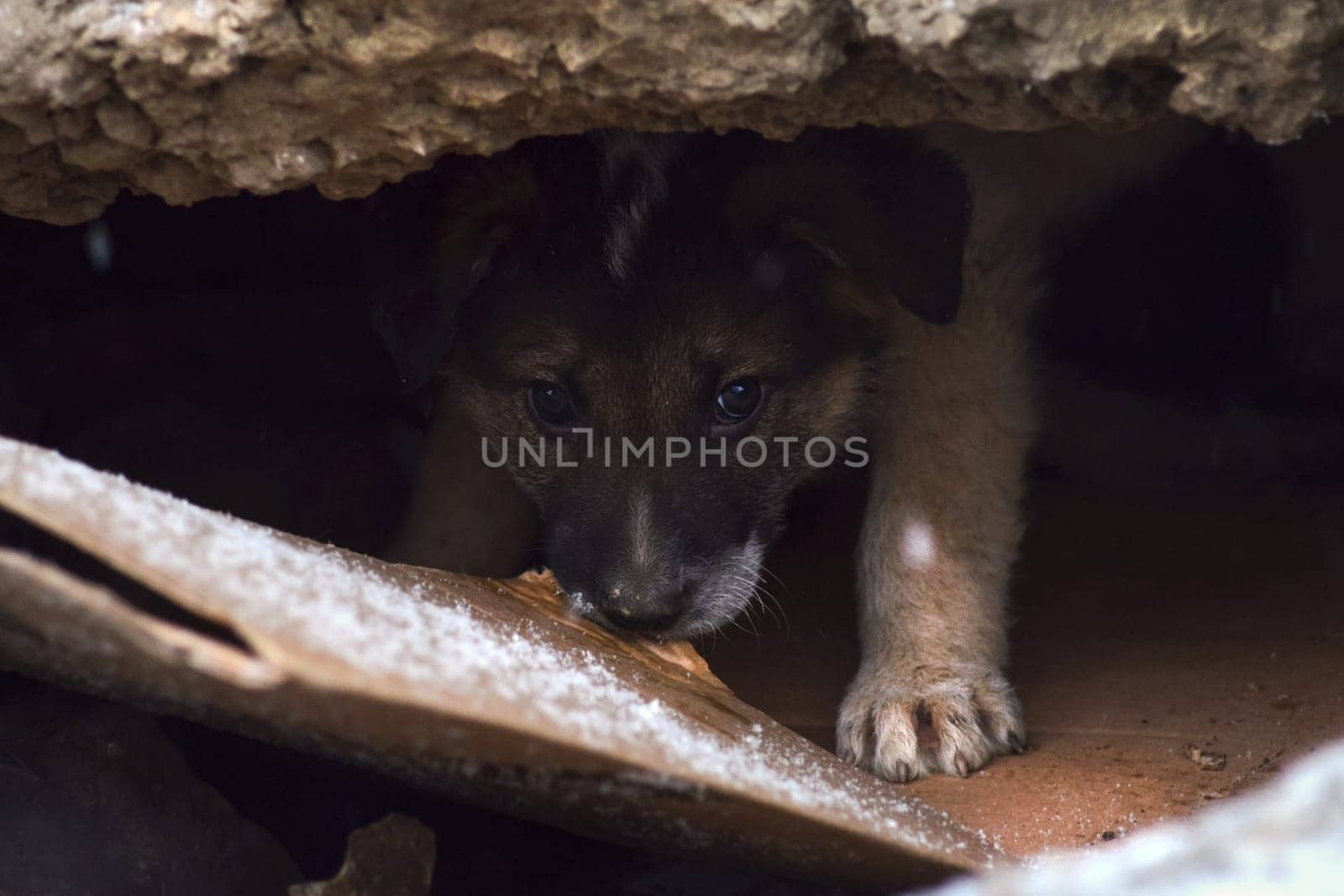 Pets of all people. Loyal friend and good security guard.