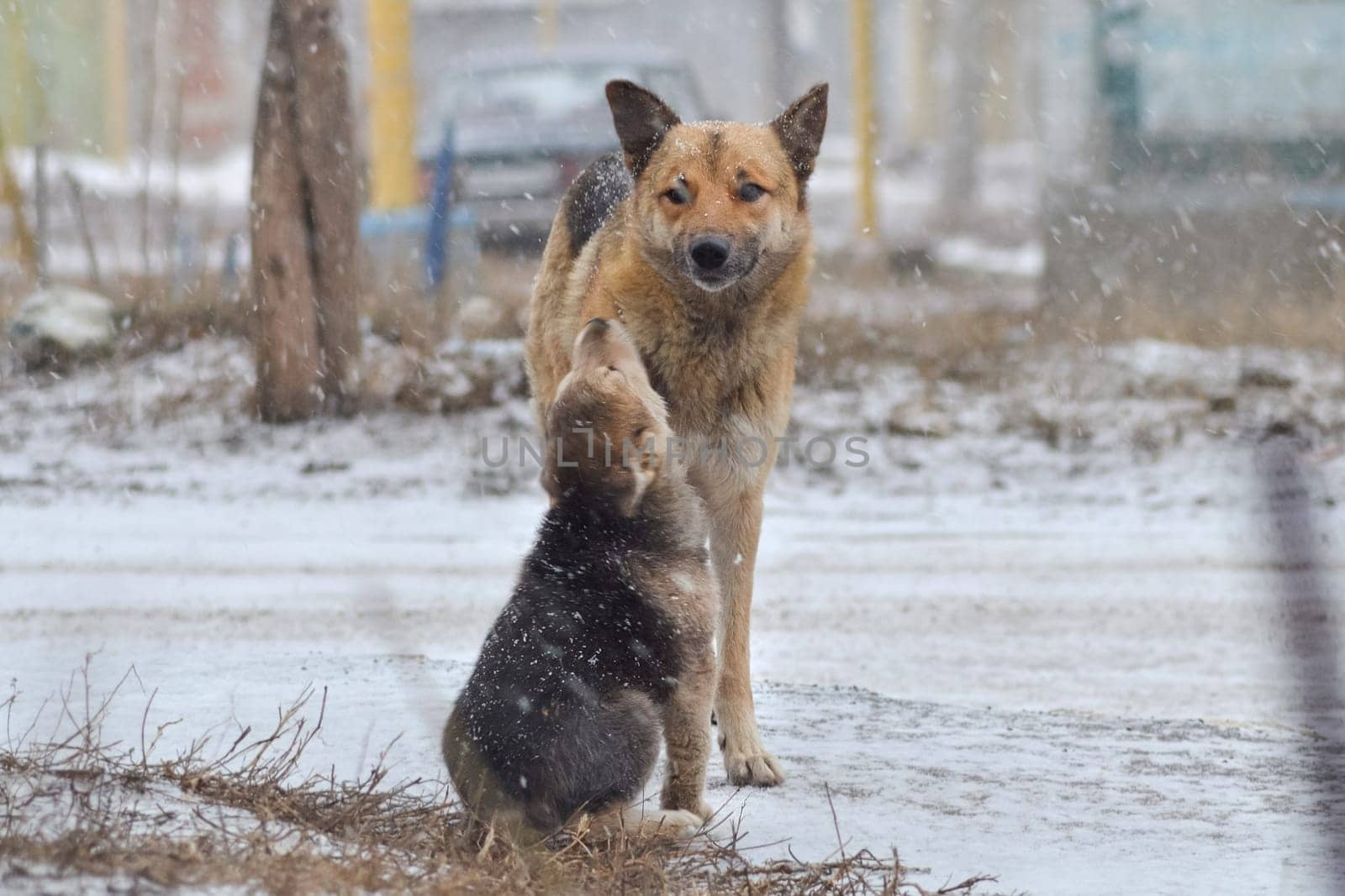 Dog, pet of all people. Dog in winter snow. Street dog walking.