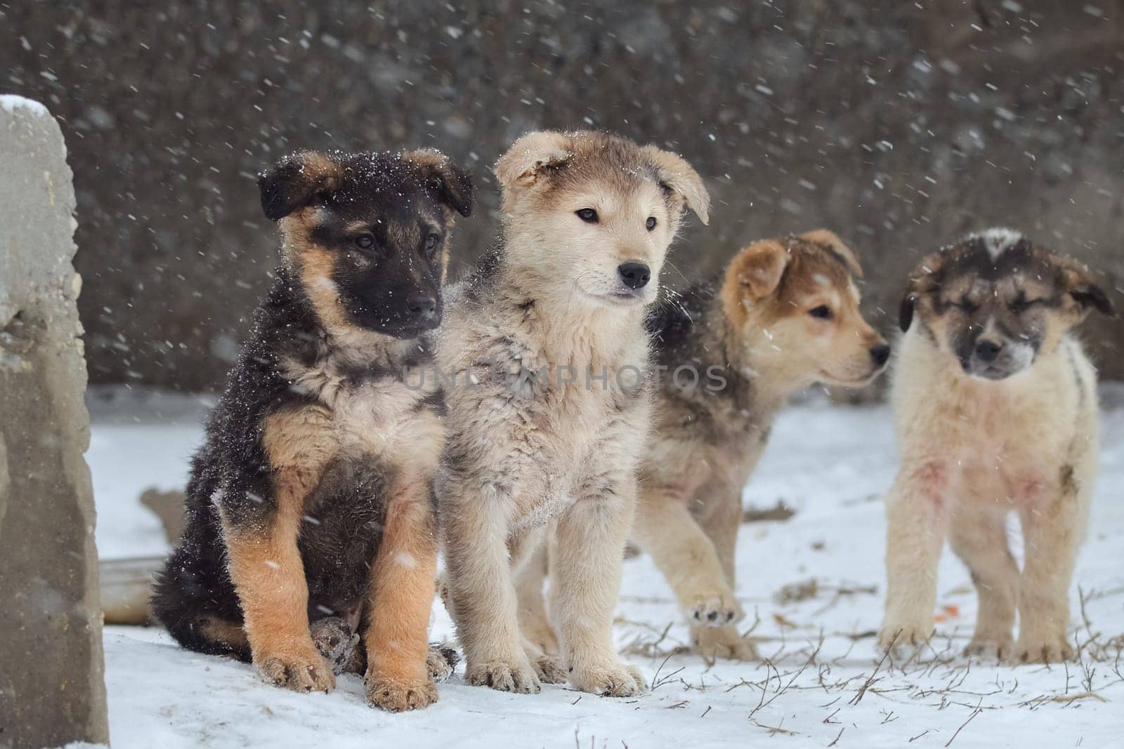 Dog, pet of all people. Dog in winter snow. Street dog walking.