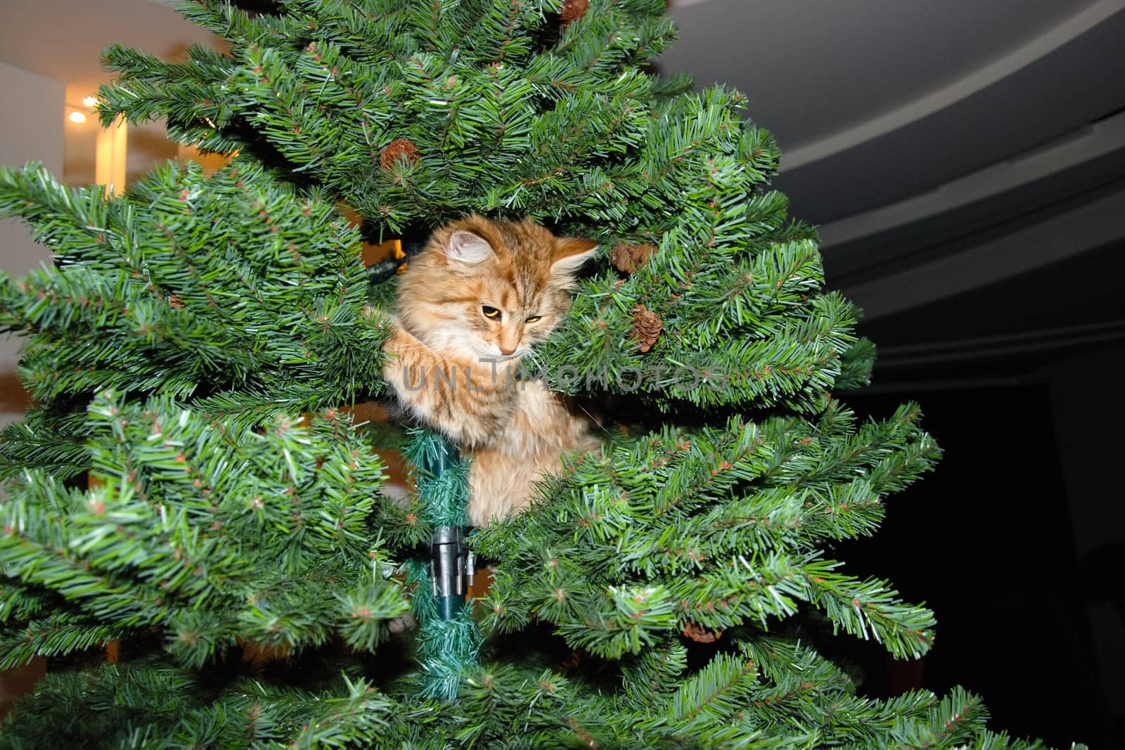 a Cats, lovely fluffy a pets. kitty