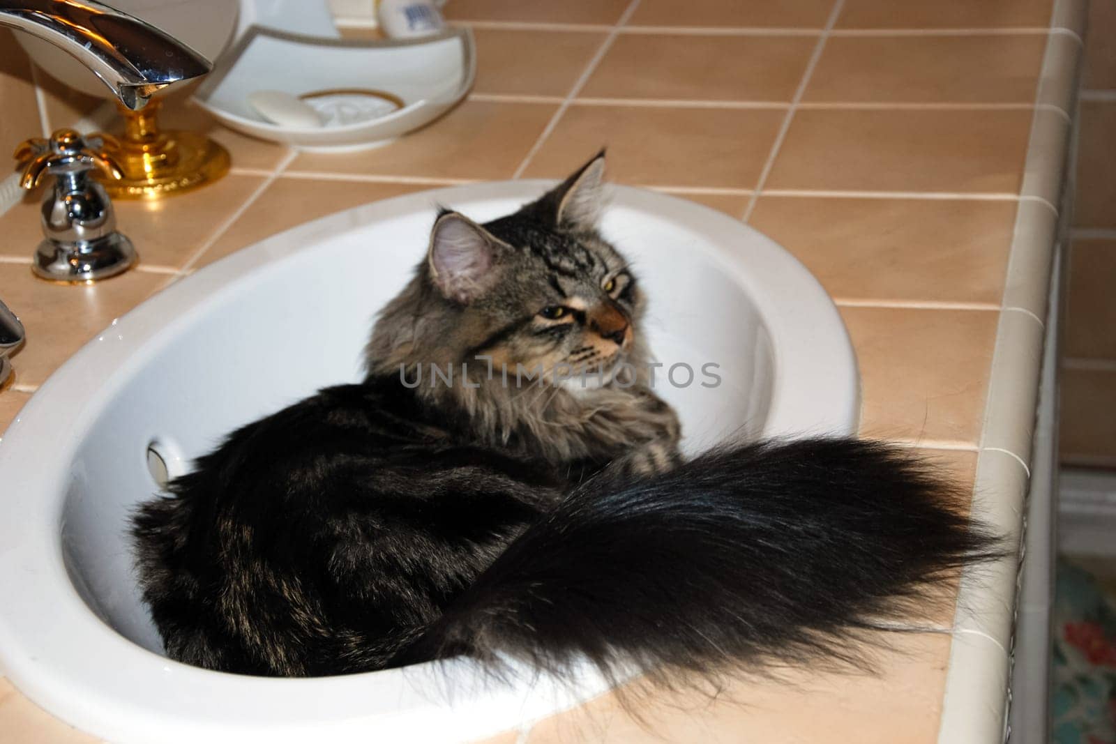 a Cats, lovely fluffy a pets. kitty