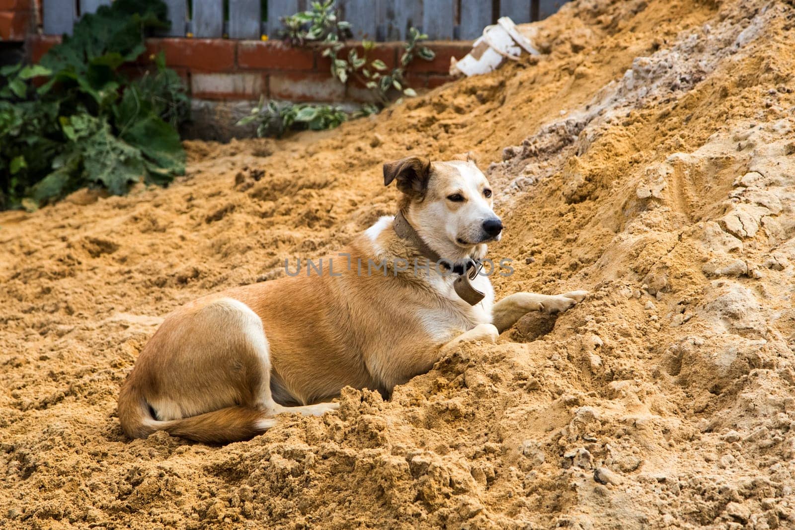 Pets of all people. Loyal friend and good security guard.