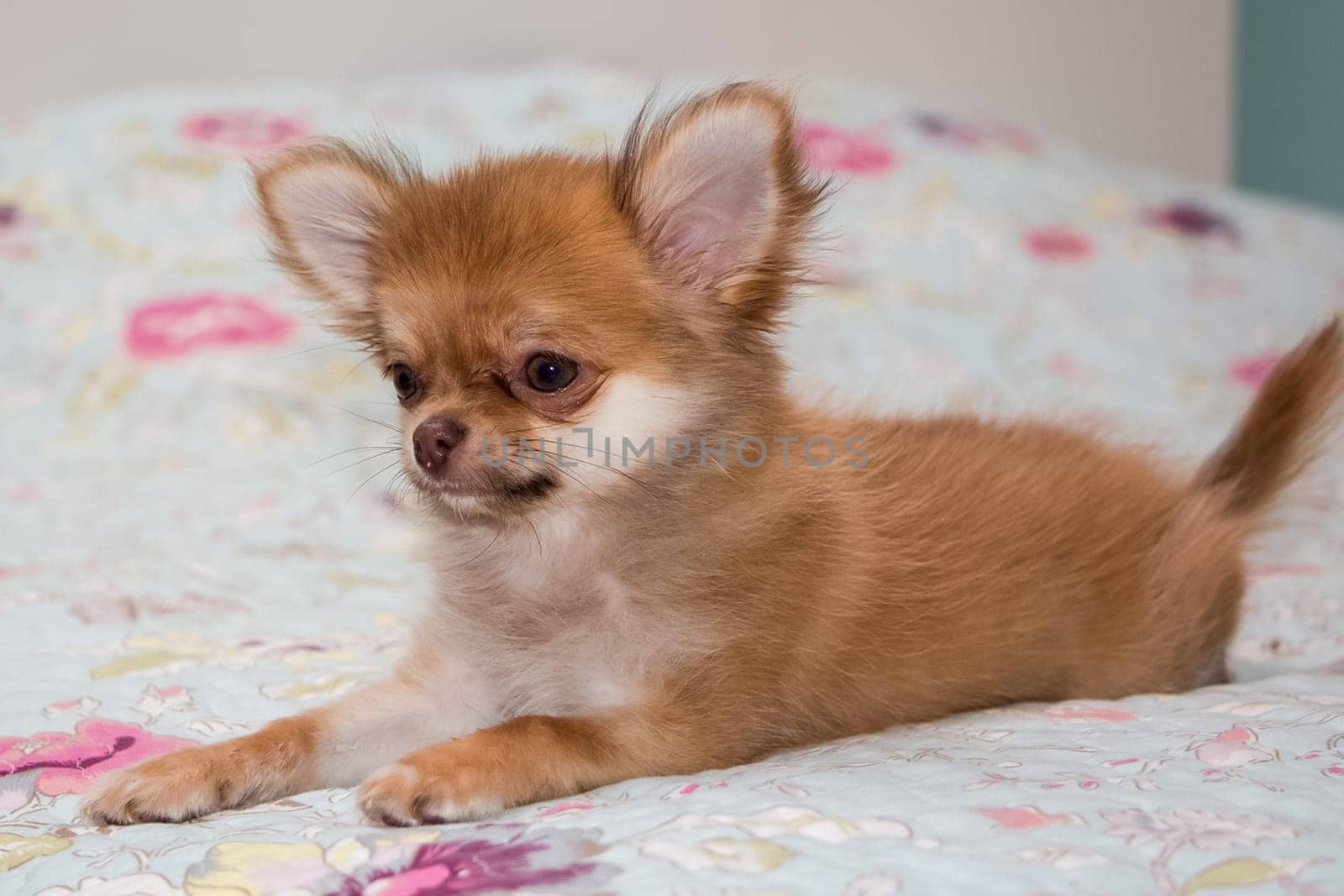Dog, pet of all people