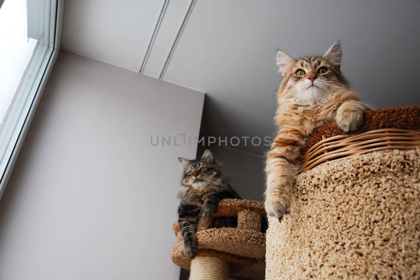 a Cats, lovely fluffy a pets. kitty