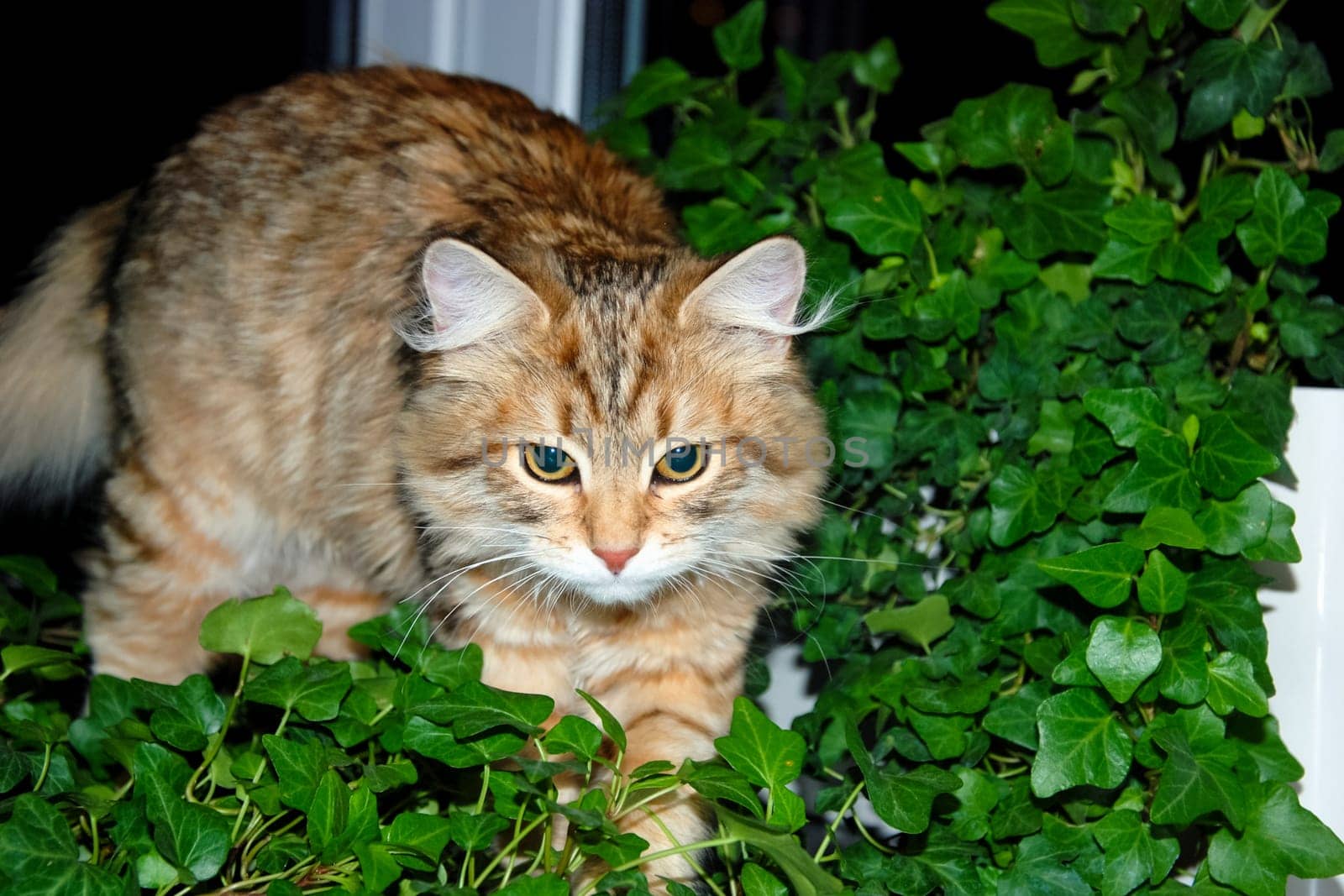 a Cats, lovely fluffy a pets. kitty