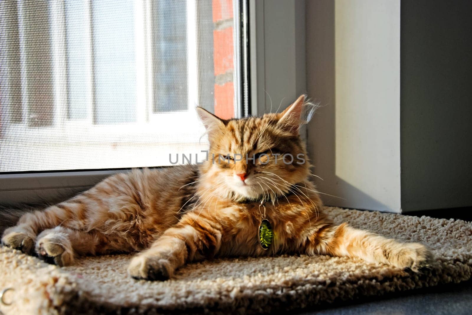 a Cats, lovely fluffy a pets. kitty