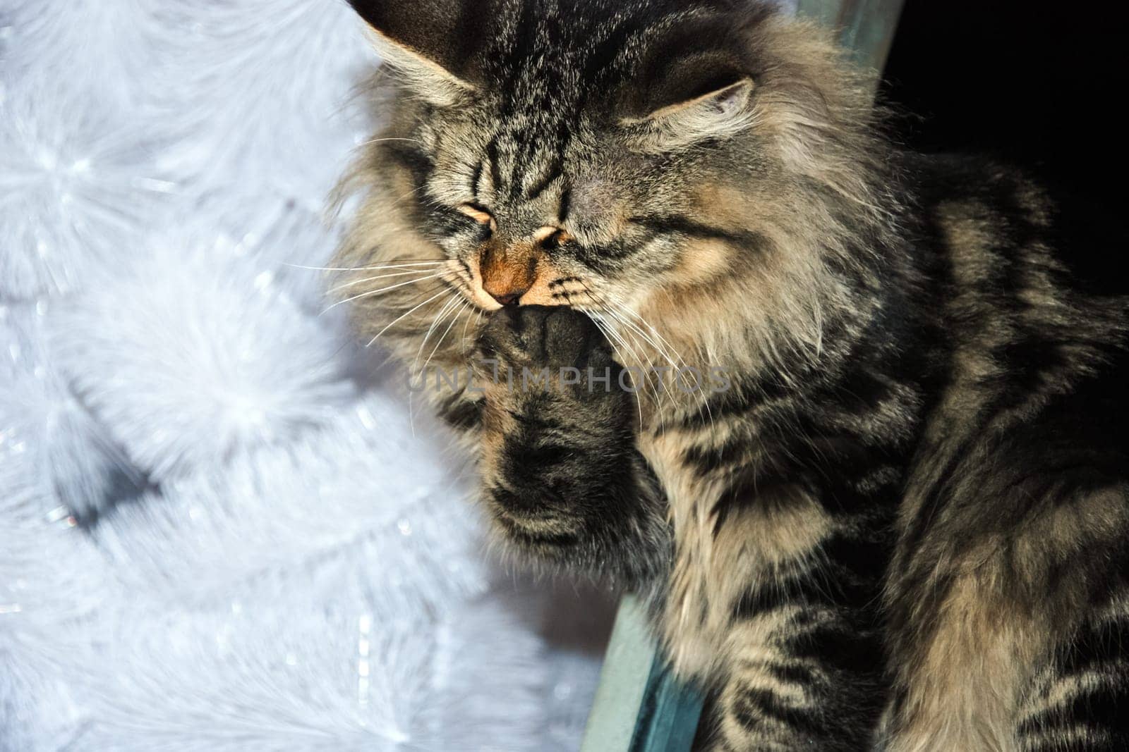 a Cats, lovely fluffy a pets. kitty