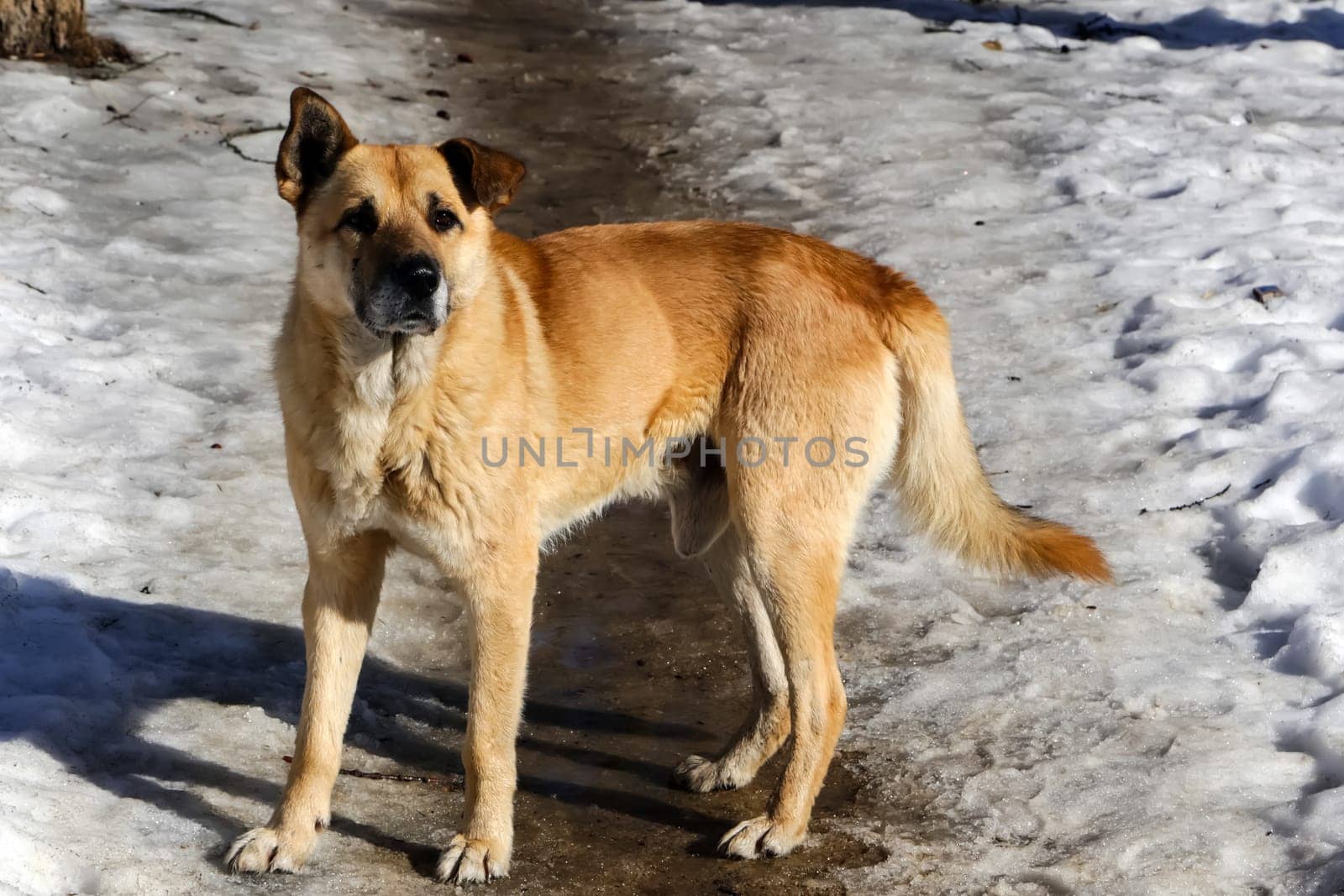 Dog, pet of all people. Dog in winter snow. Street dog walking.