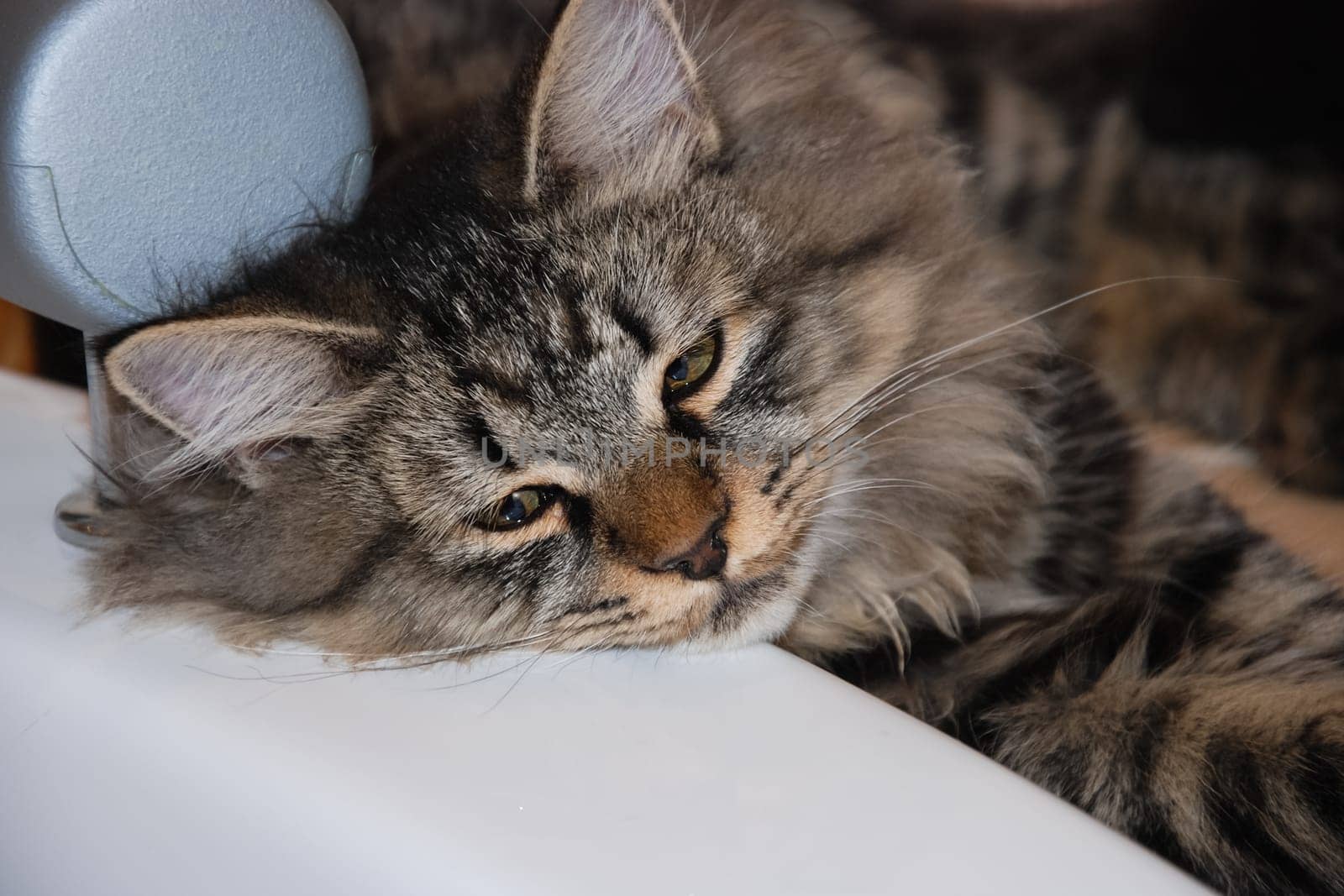 a Cats, lovely fluffy a pets. kitty