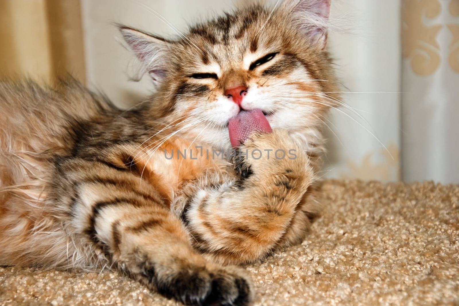 a Cats, lovely fluffy a pets. kitty