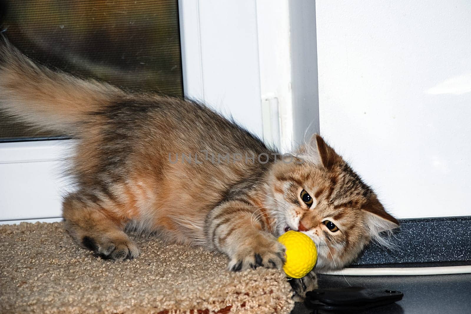 a Cats, lovely fluffy a pets. kitty