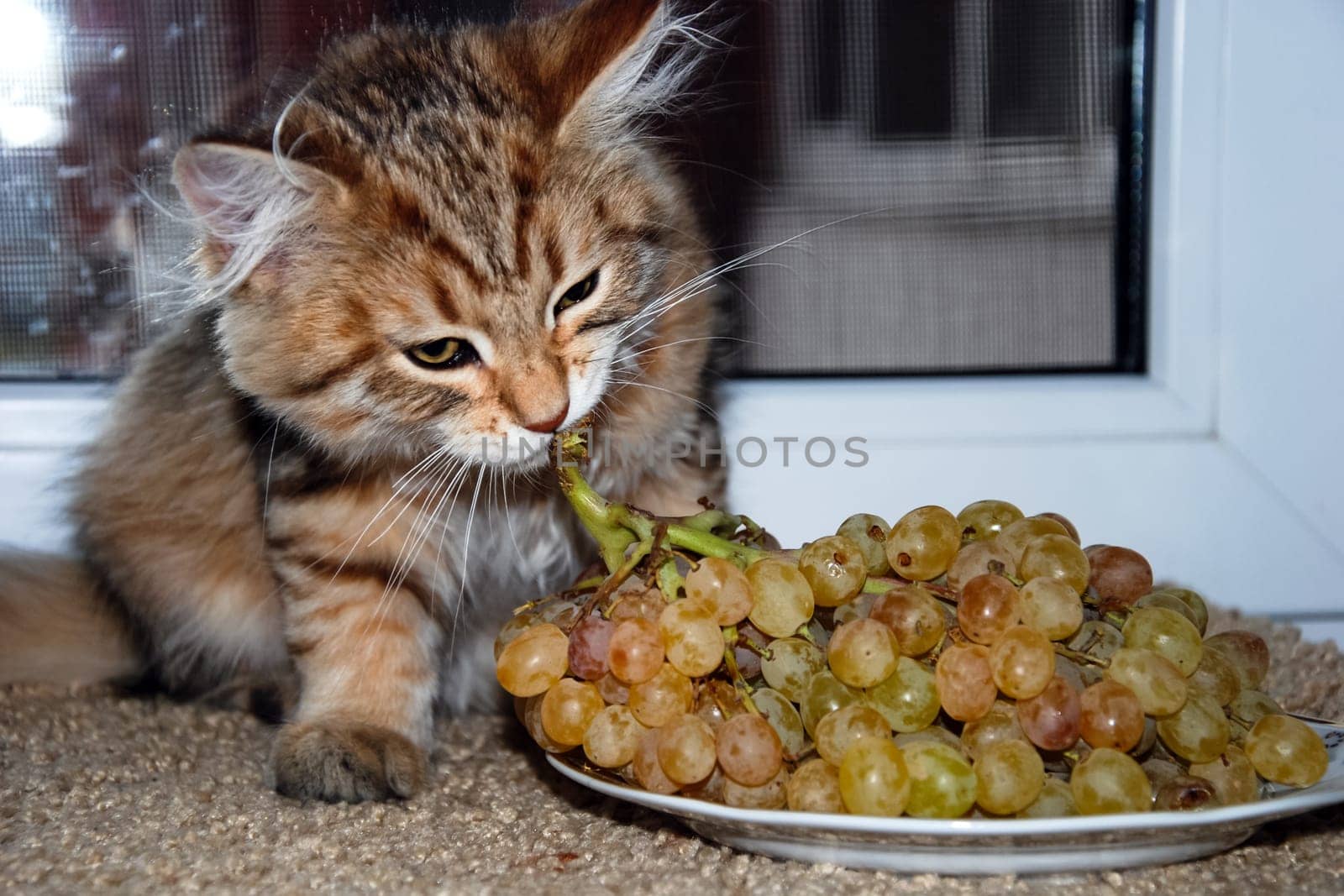 a Cats, lovely fluffy a pets. kitty