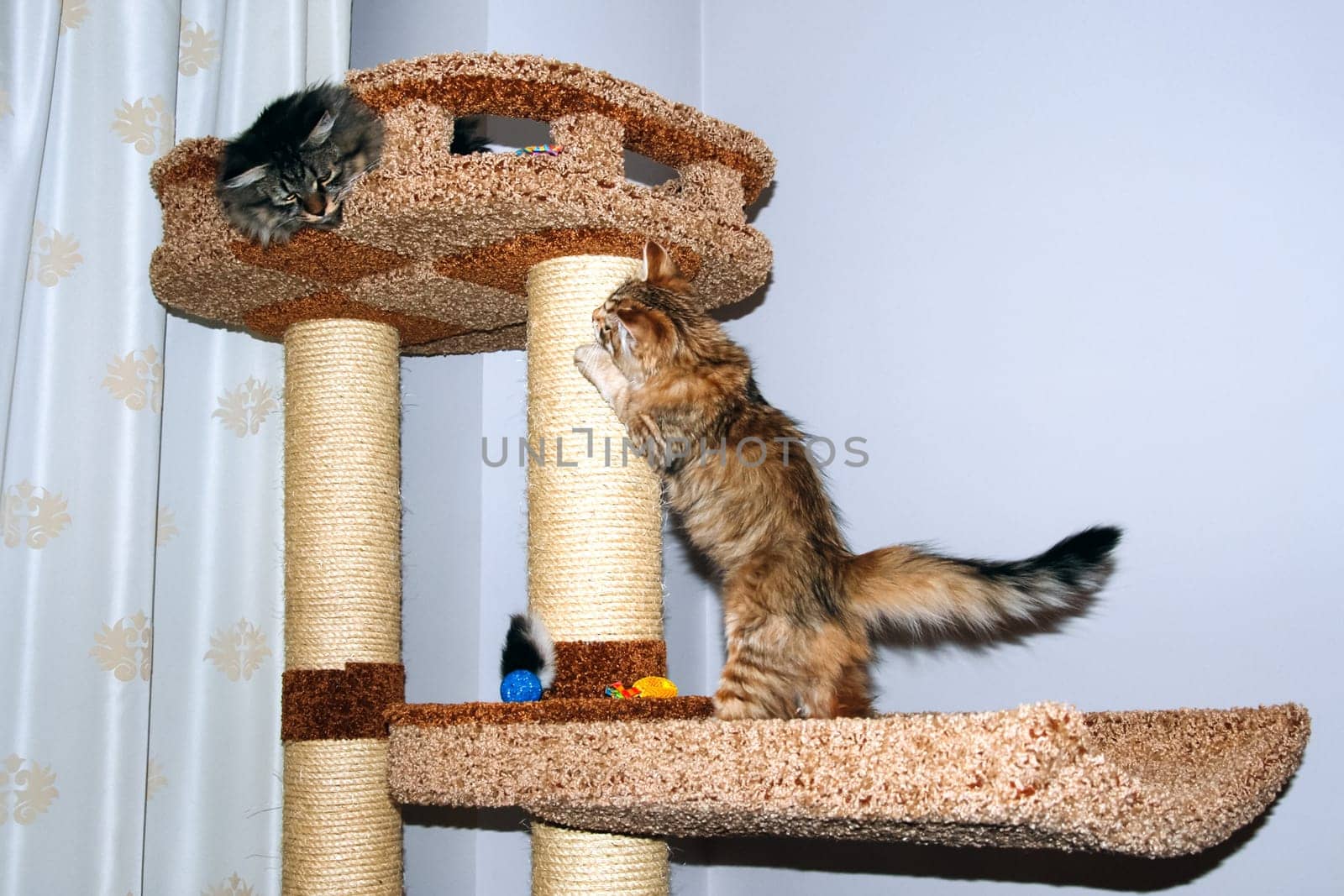 a Cats, lovely fluffy a pets. kitty