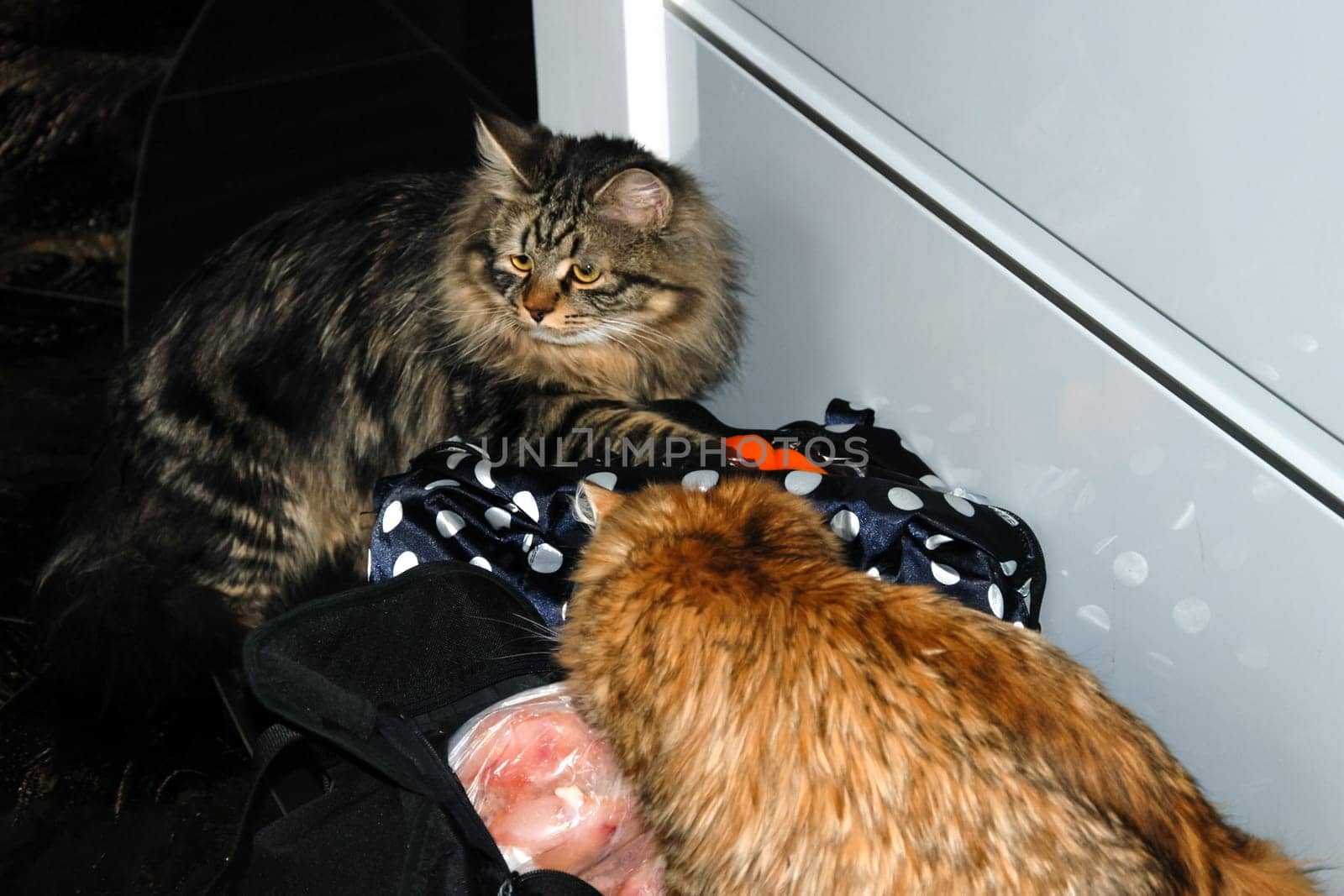 a Cats, lovely fluffy a pets. kitty