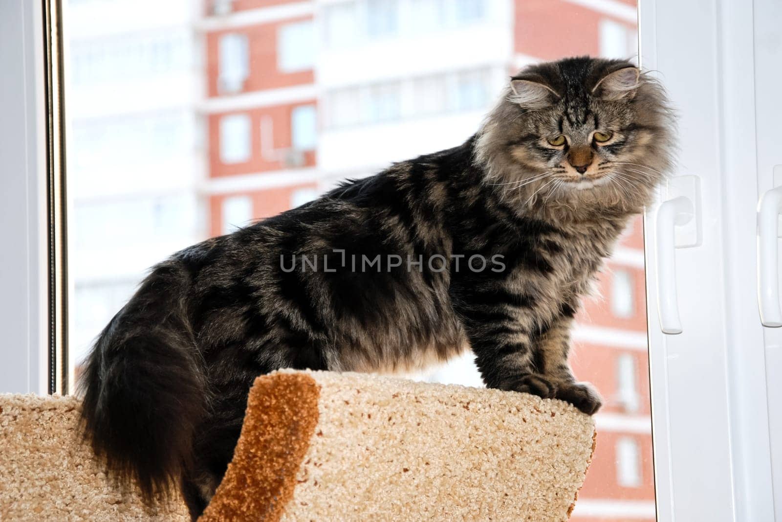 a Cats, lovely fluffy a pets. kitty