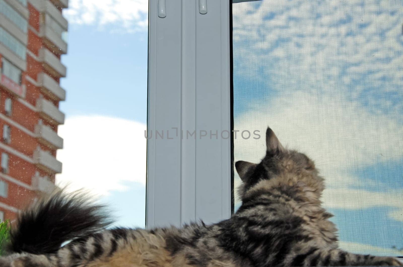 a Cats, lovely fluffy a pets. kitty