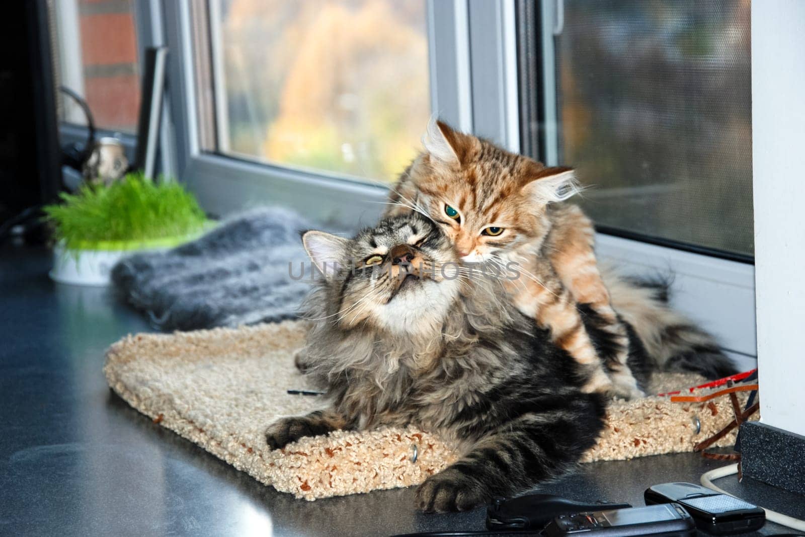 a Cats, lovely fluffy a pets. kitty