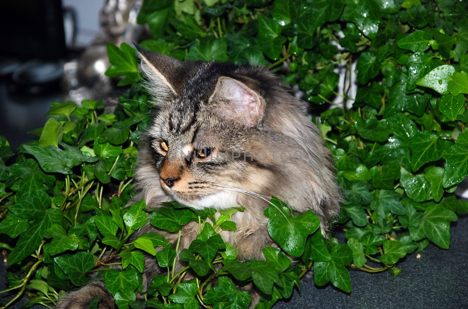 a Cats, lovely fluffy a pets. kitty