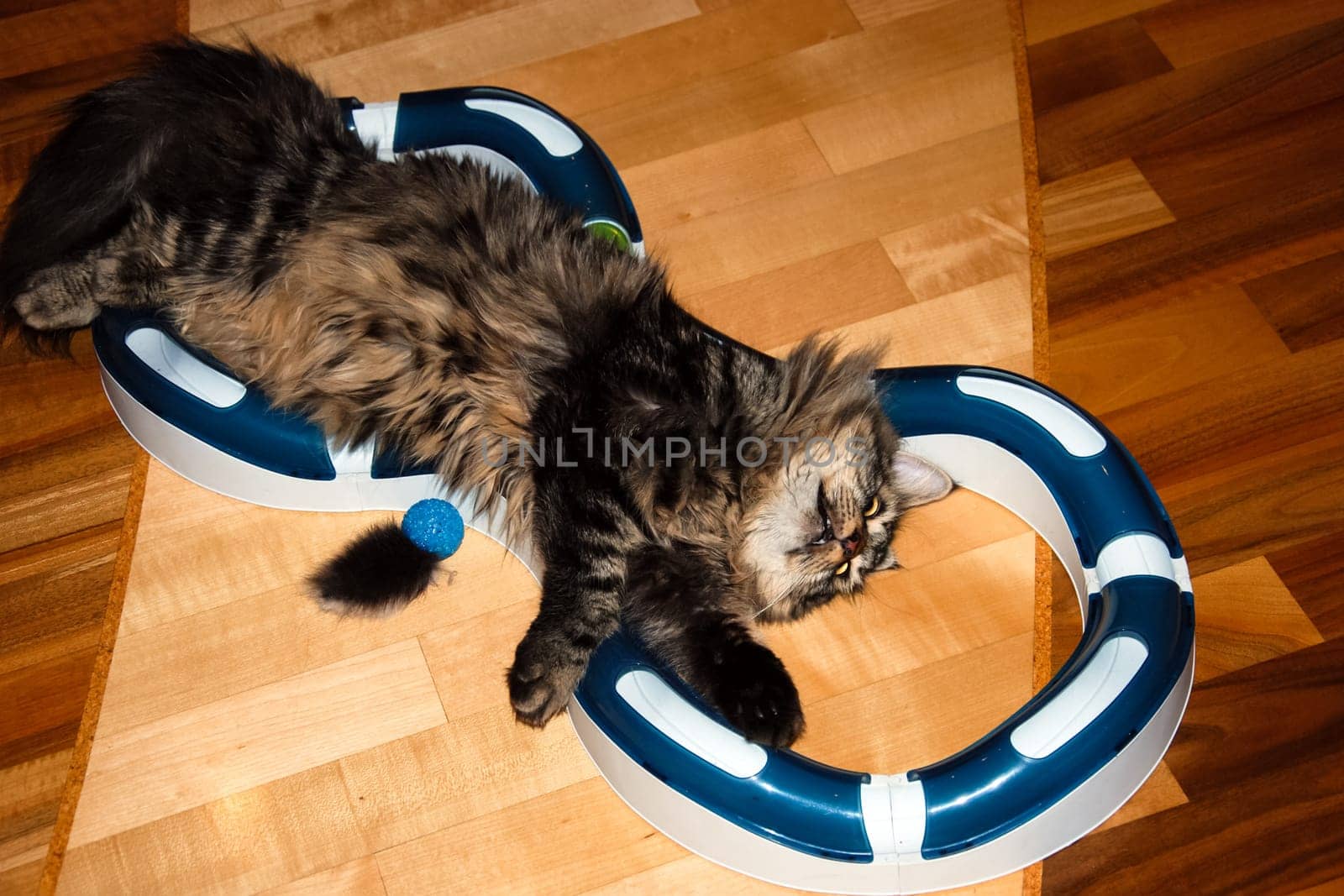 a Cats, lovely fluffy a pets. kitty