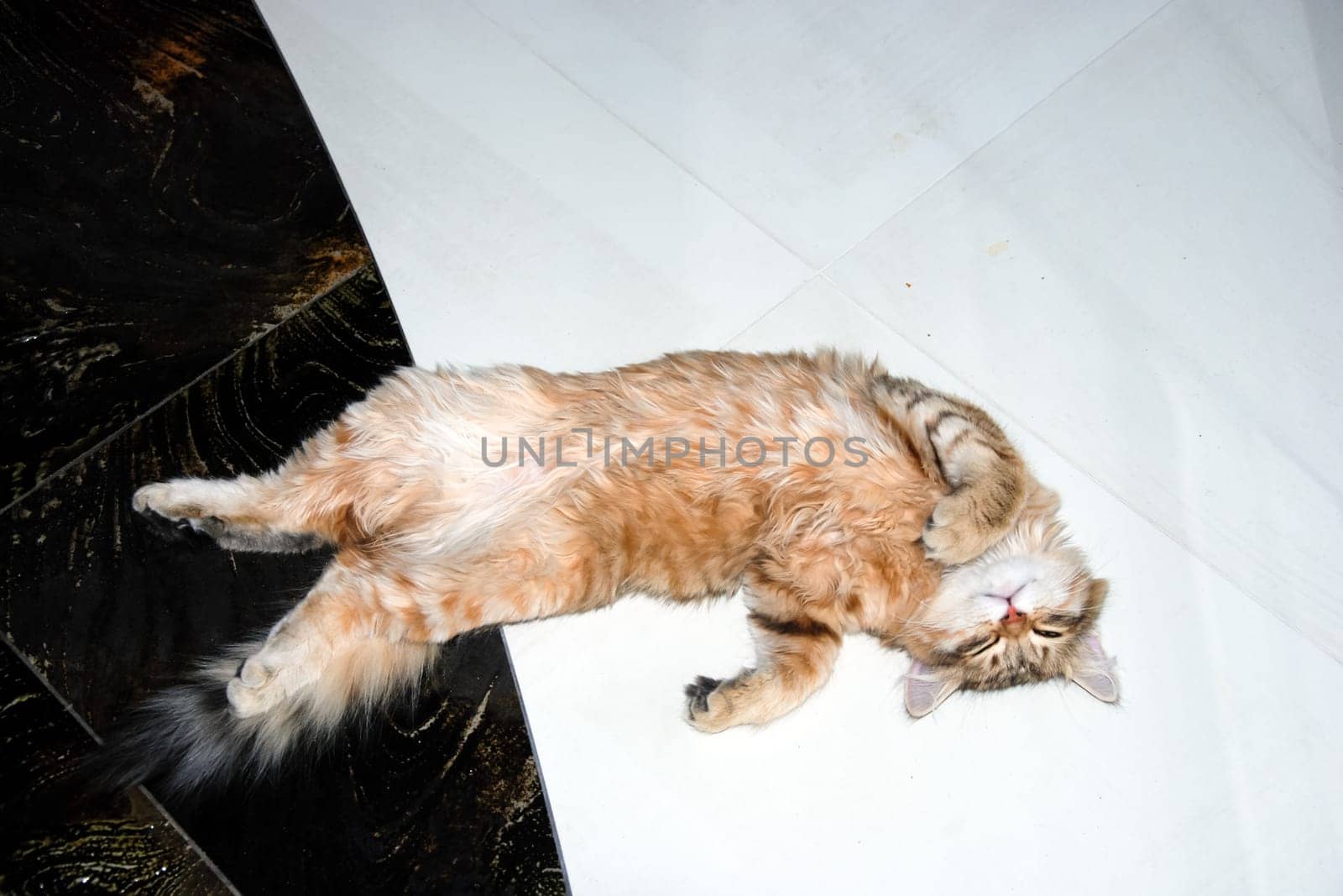 a Cats, lovely fluffy a pets. kitty