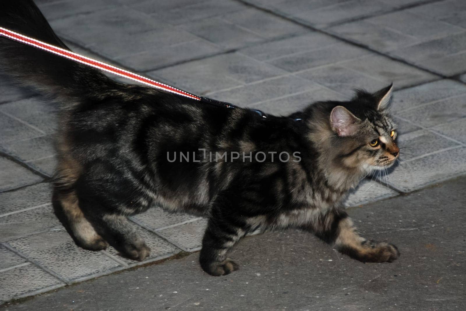 a Cats, lovely fluffy a pets. kitty