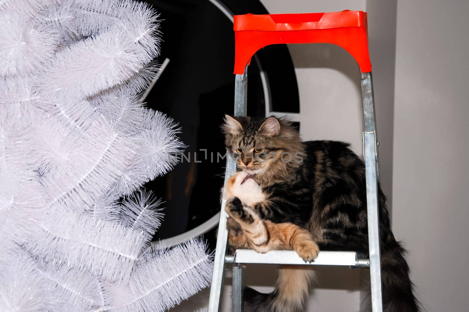 a Cats, lovely fluffy a pets. kitty