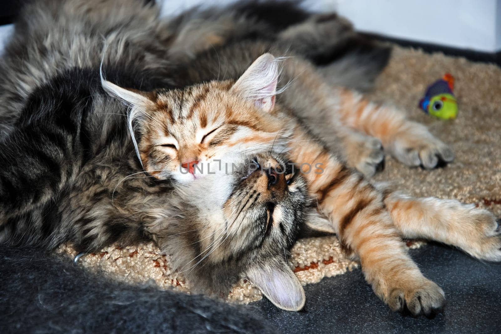a Cats, lovely fluffy a pets. kitty