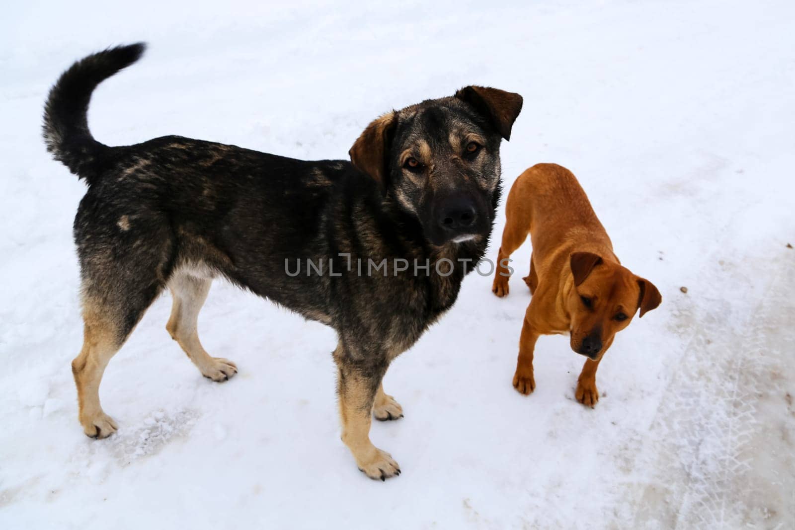 Dog, pet of all people. Dog in winter snow. Street dog walking.