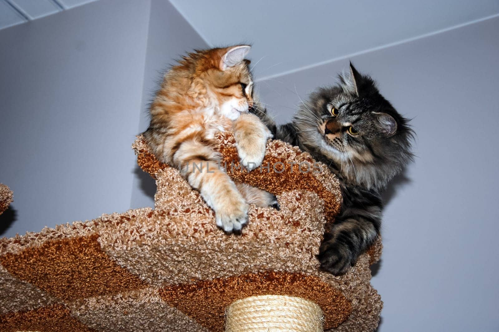 a Cats, lovely fluffy a pets. kitty