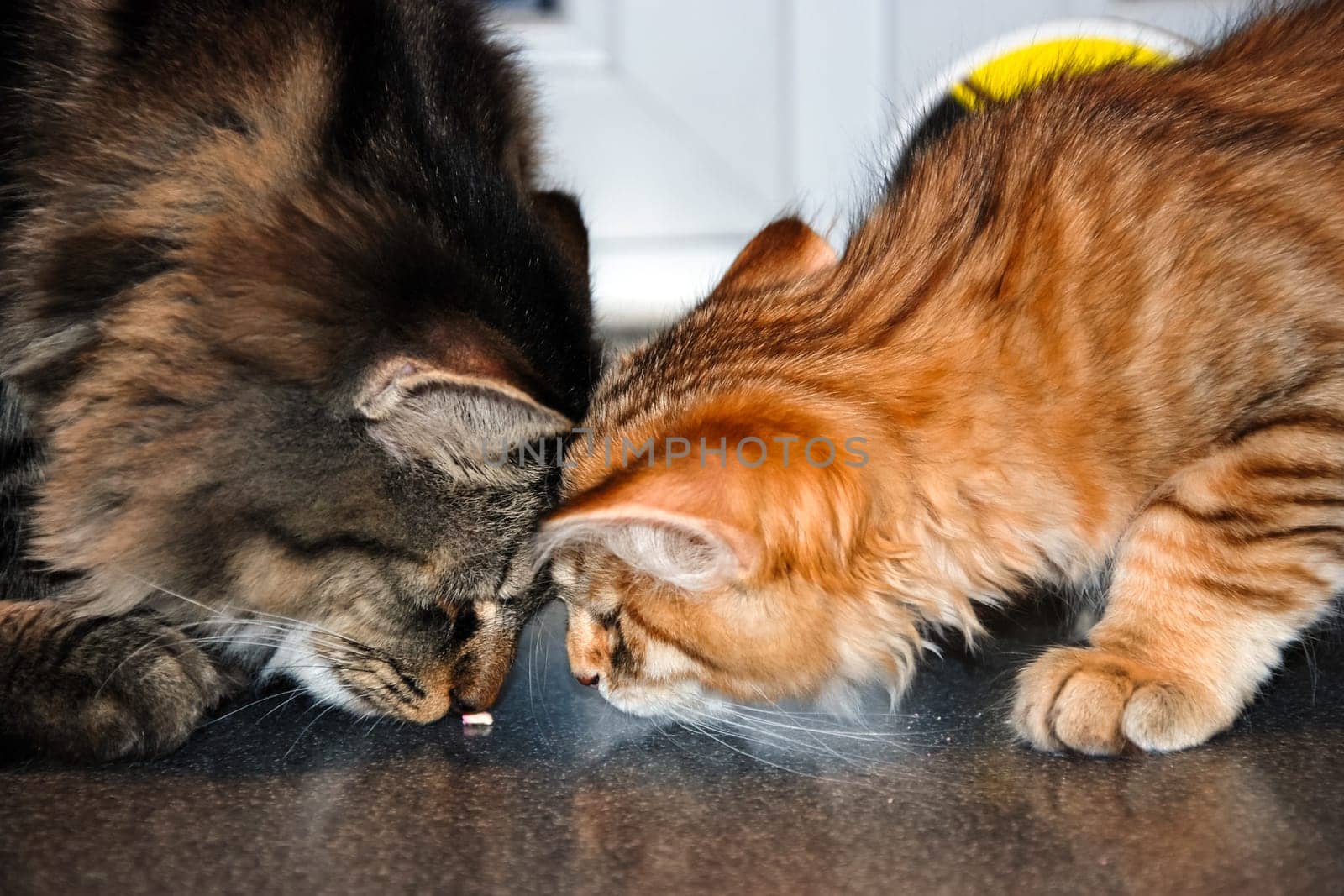 a Cats, lovely fluffy a pets. kitty