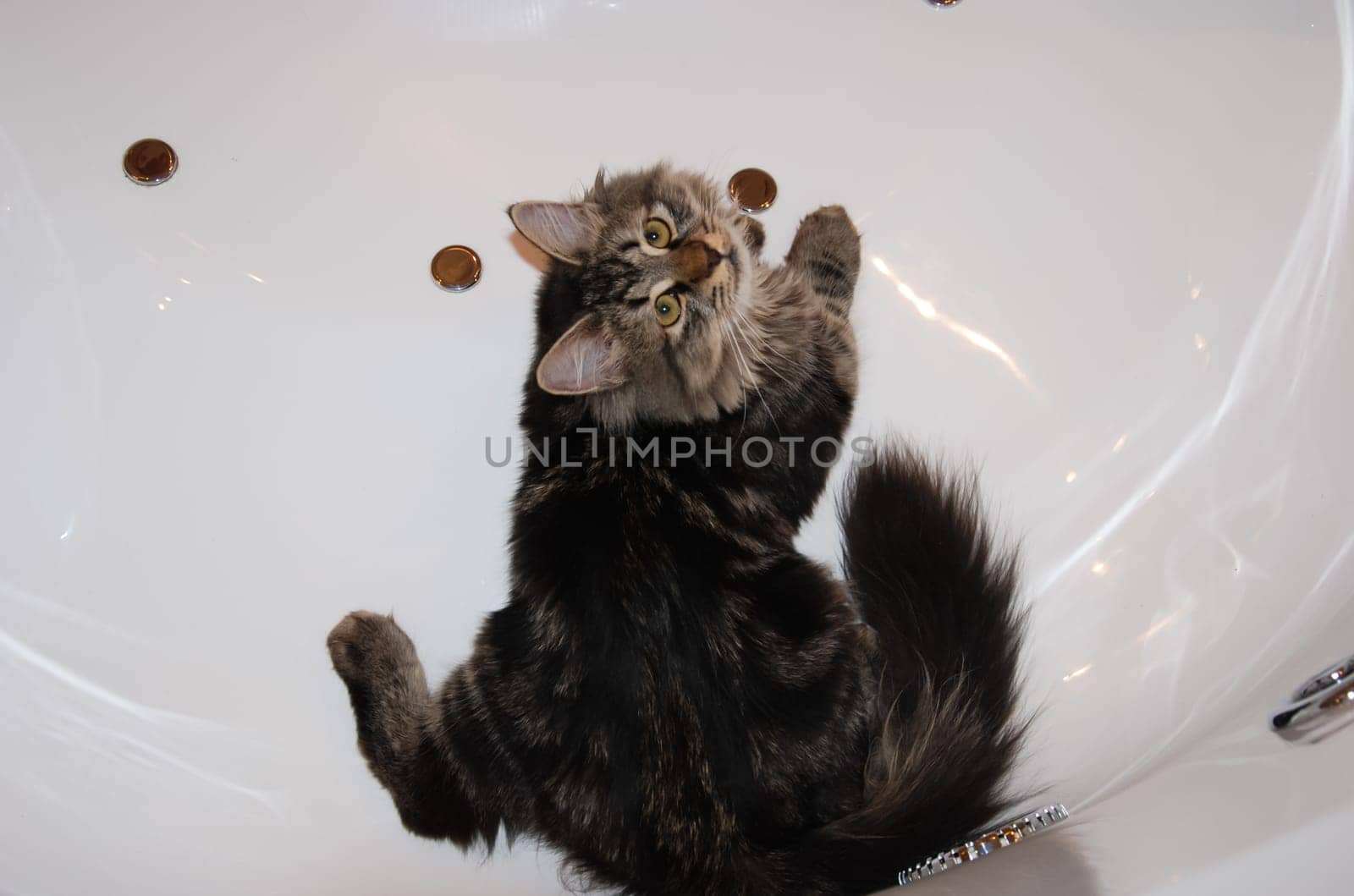a Cats, lovely fluffy a pets. kitty