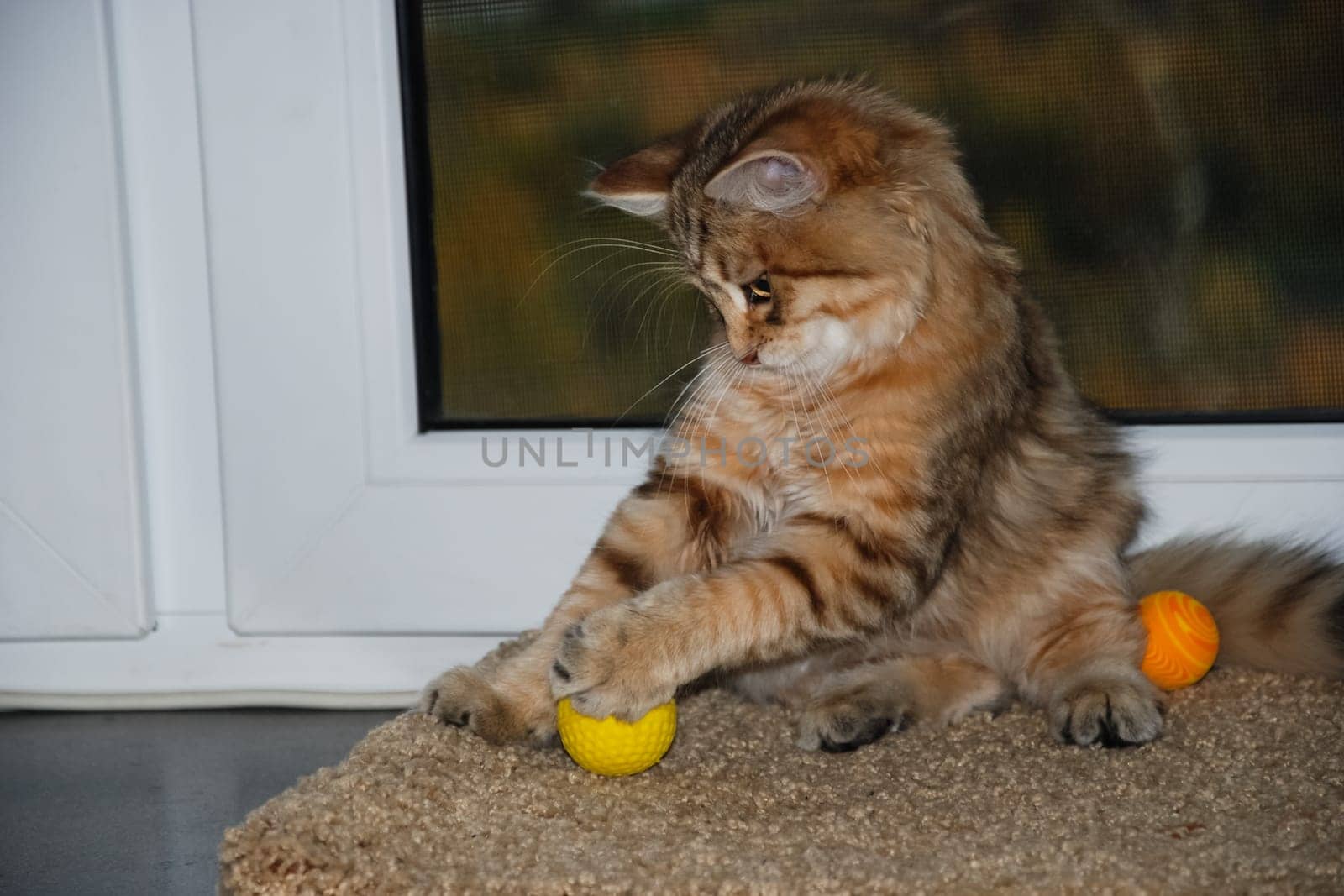 a Cats, lovely fluffy a pets. kitty