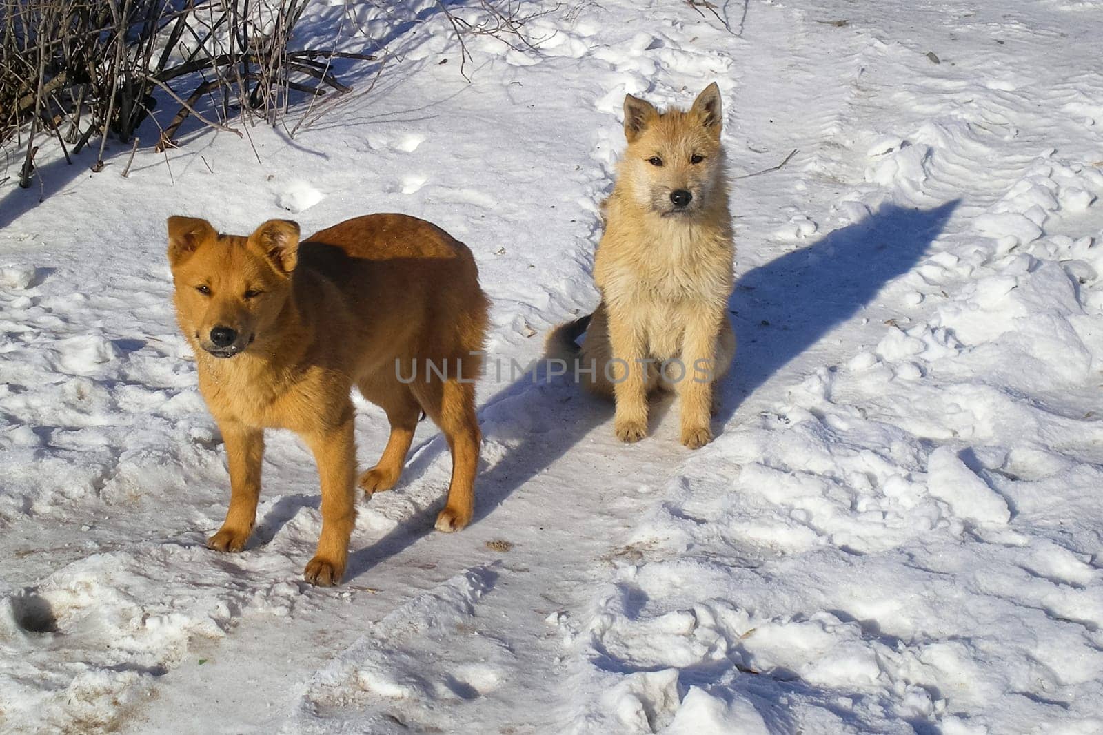 Dog, pet of all people. Dog in winter snow. Street dog walking.