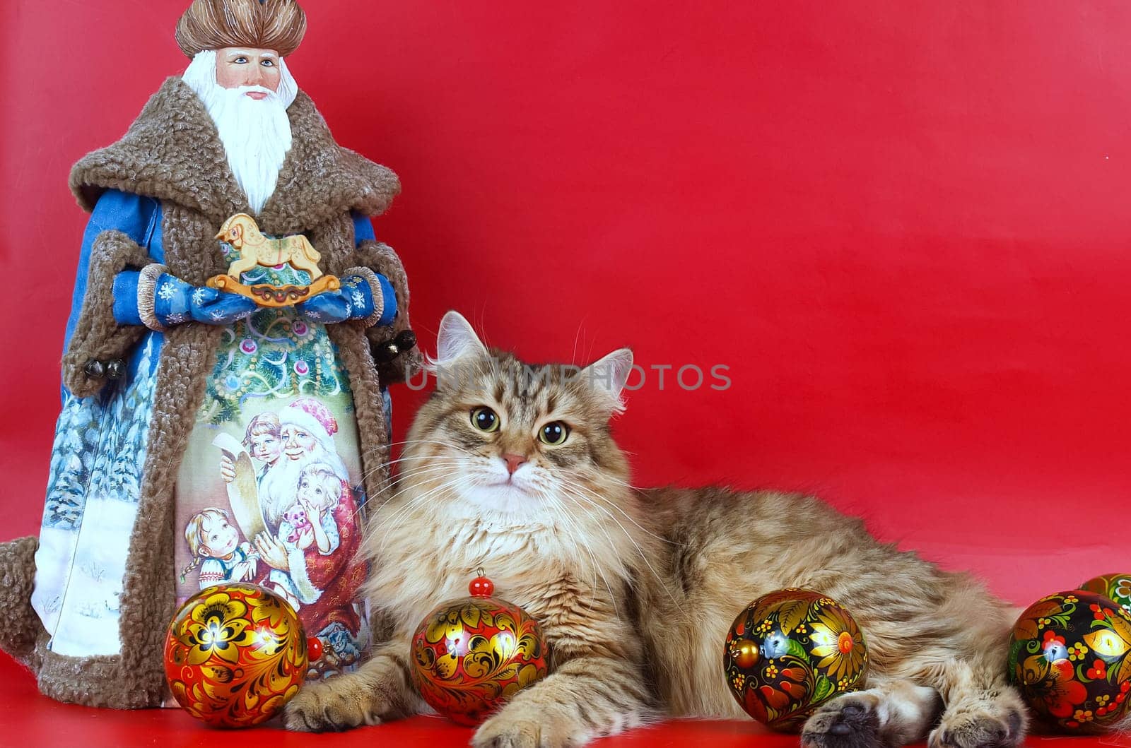 a Cats, lovely fluffy a pets. kitty